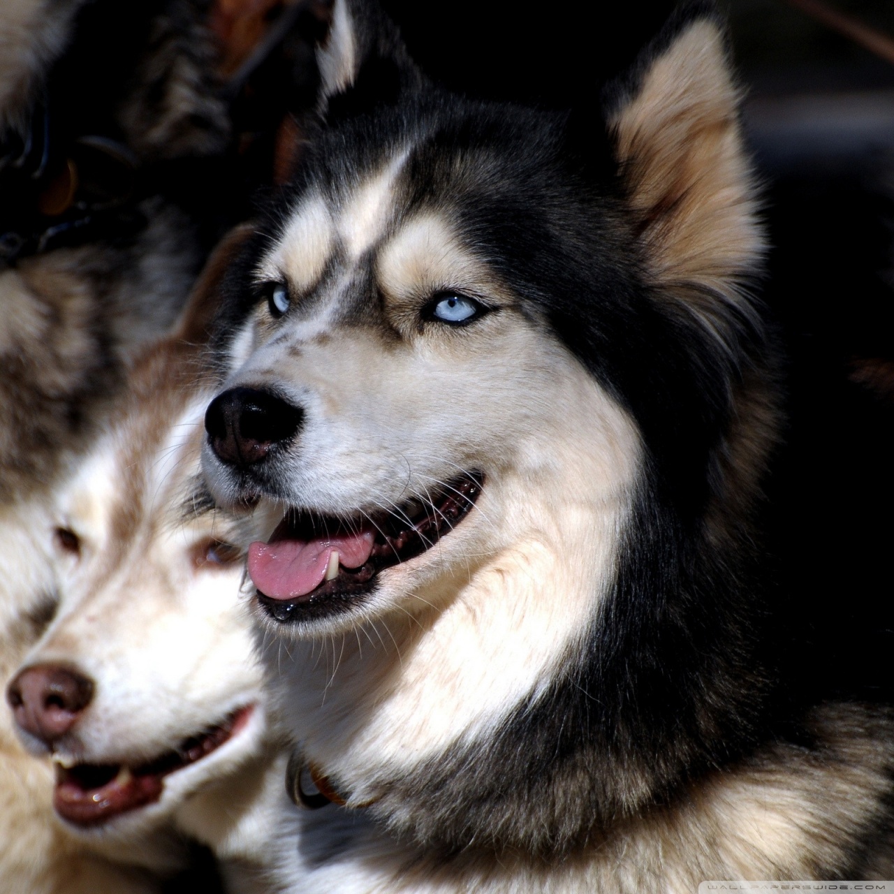 Dog Images Vertical Hd - HD Wallpaper 