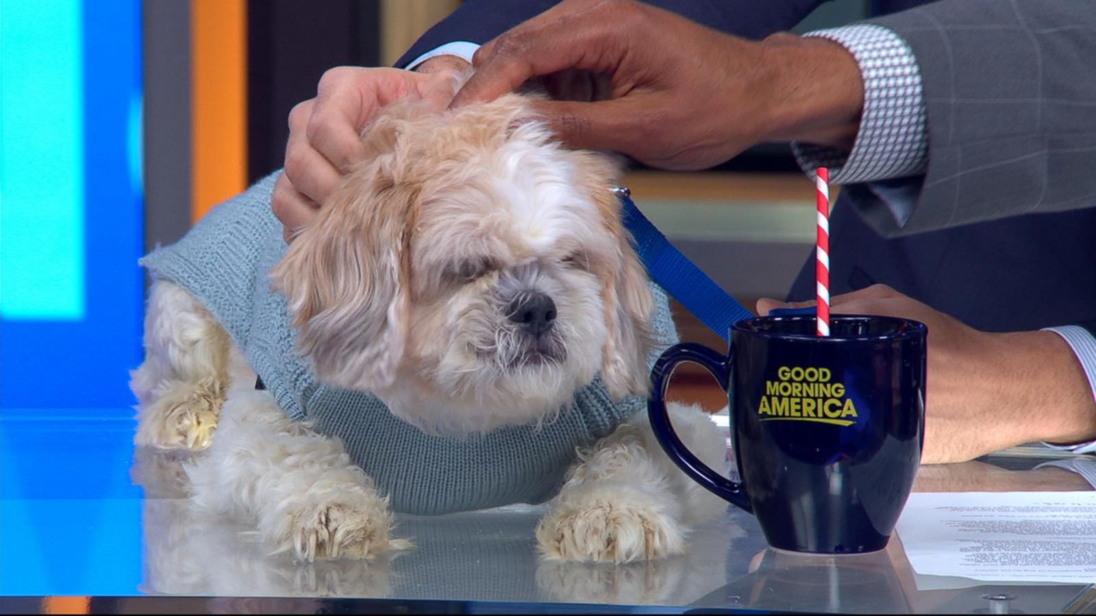 Can Dogs Get The Flu - HD Wallpaper 