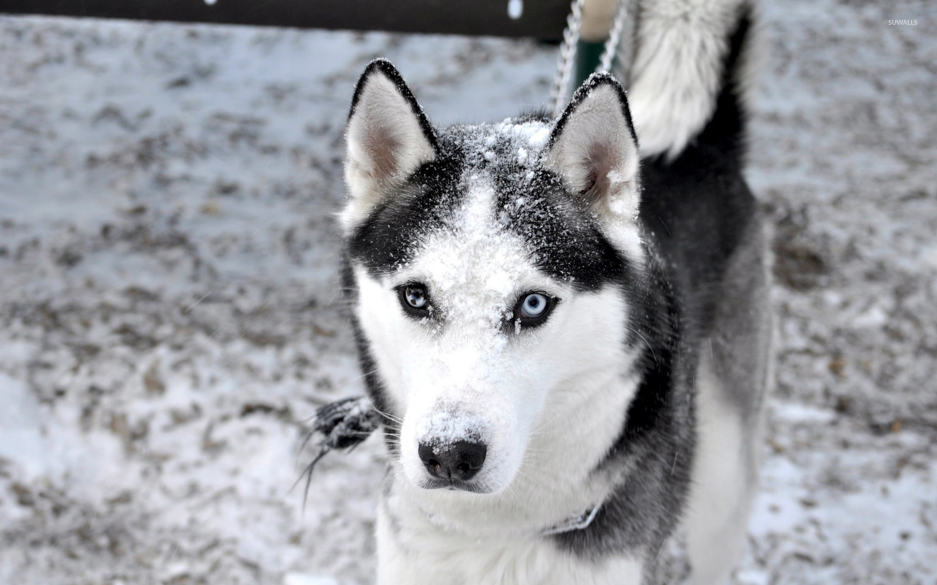 Тапети За Десктоп На Кучета Хъски - HD Wallpaper 