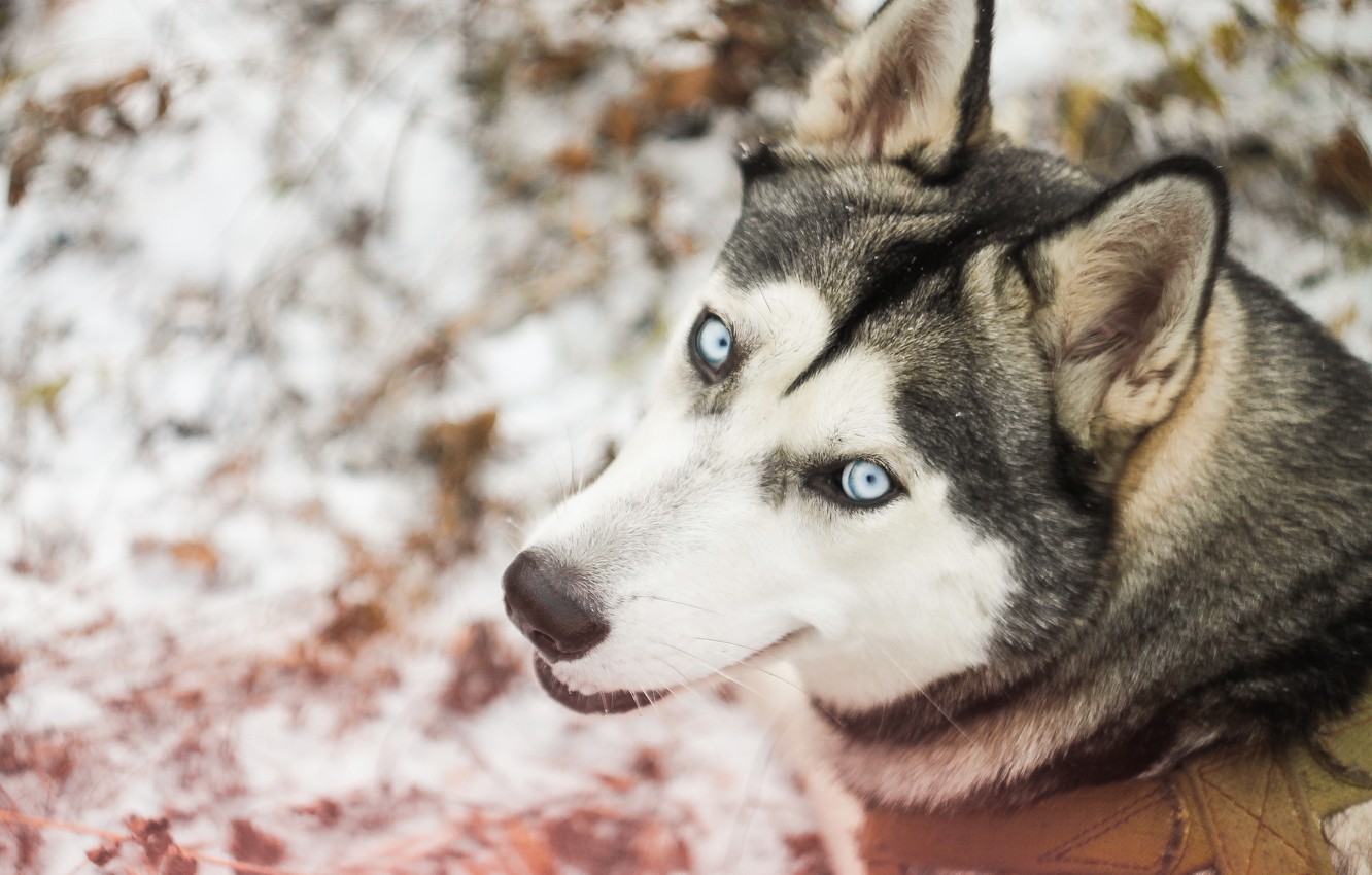 Photo Wallpaper Winter, Forest, Snow, Dog, Walk, Husky, - Sakhalin Husky - HD Wallpaper 