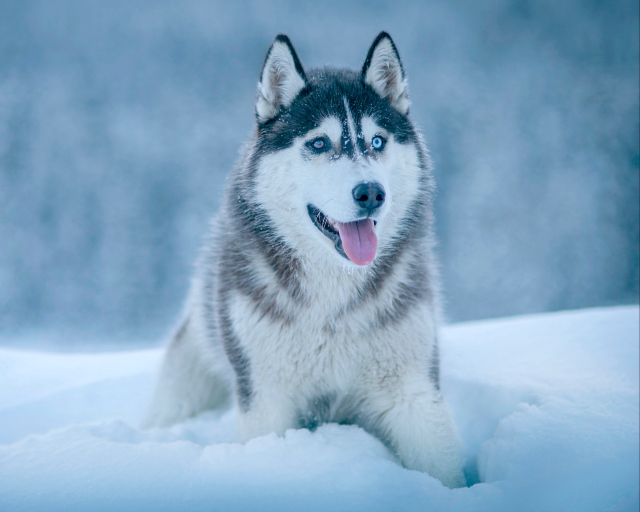 Wallpaper Husky, Dog, Snow, Muzzle - Siberian Husky - HD Wallpaper 