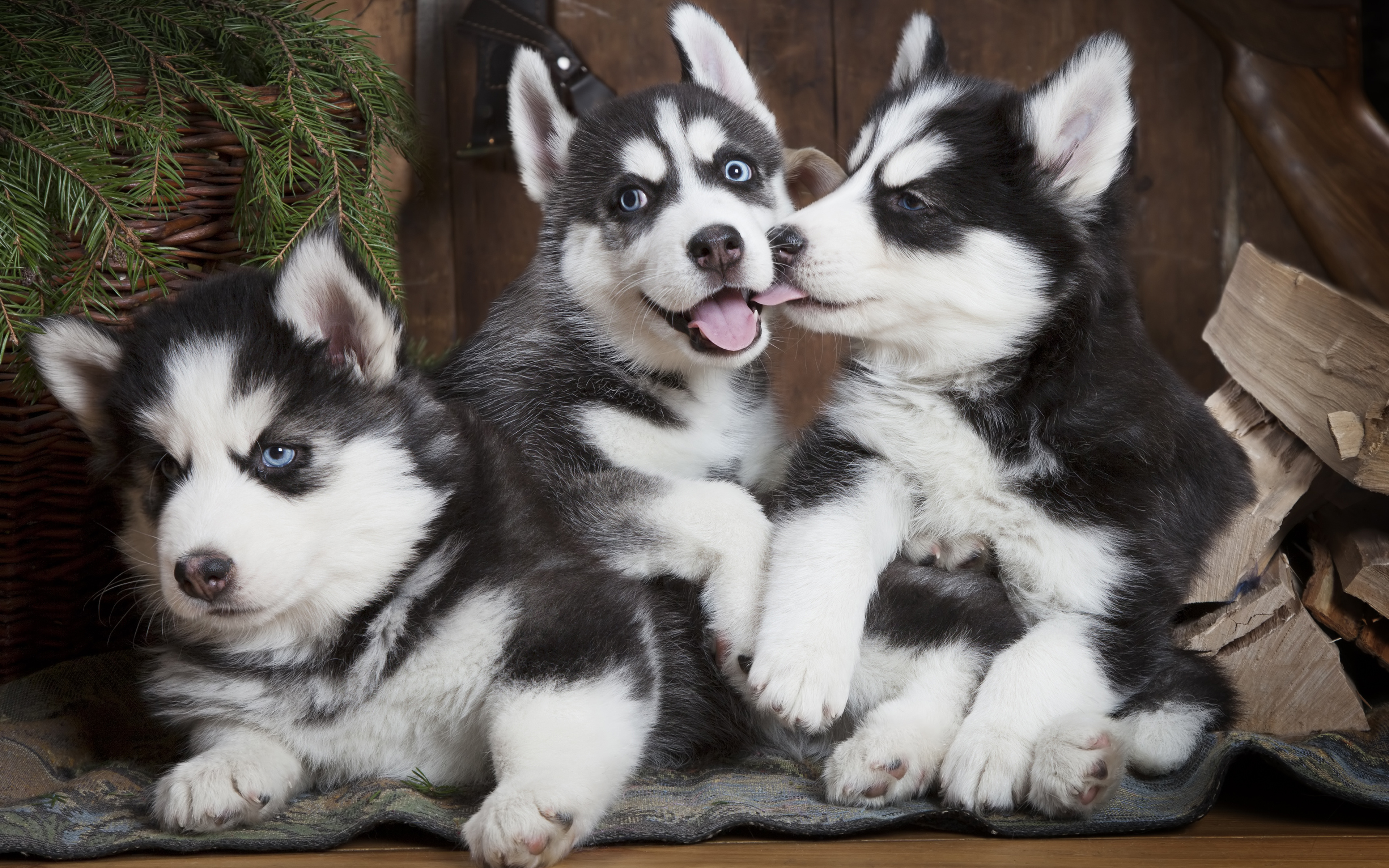 4k, Husky, Puppies, Pets, Family, Cute Animals, Siberian - Husky Puppies - HD Wallpaper 