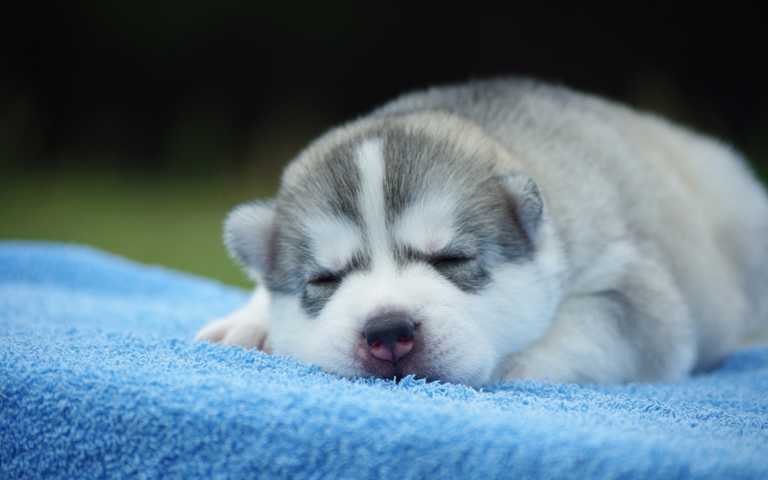 Desktop Pics Of A Husky Dog Wallpaper - Cute Puppies Wallpapers Husky - HD Wallpaper 