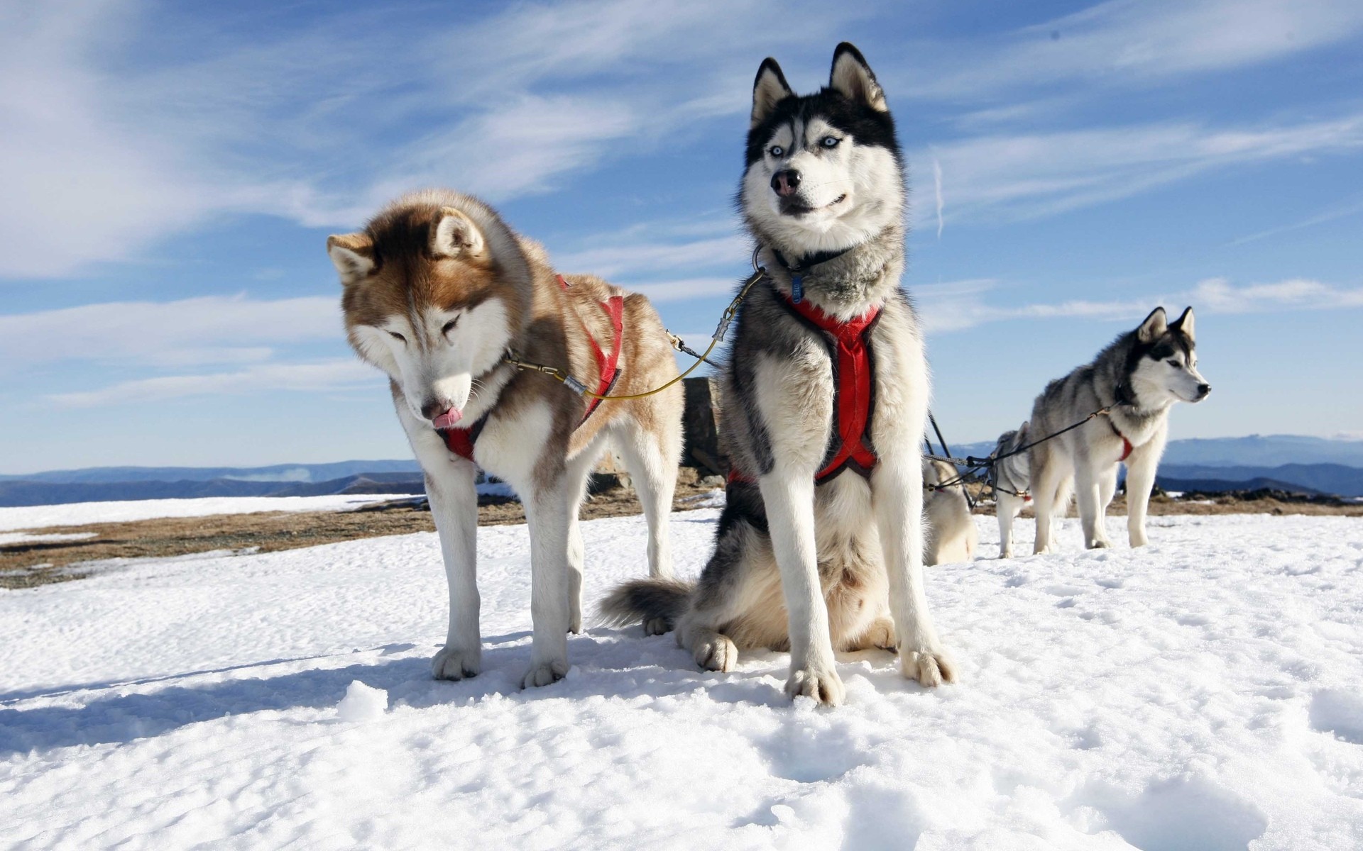 Siberian Husky Alaskan Huskies - HD Wallpaper 