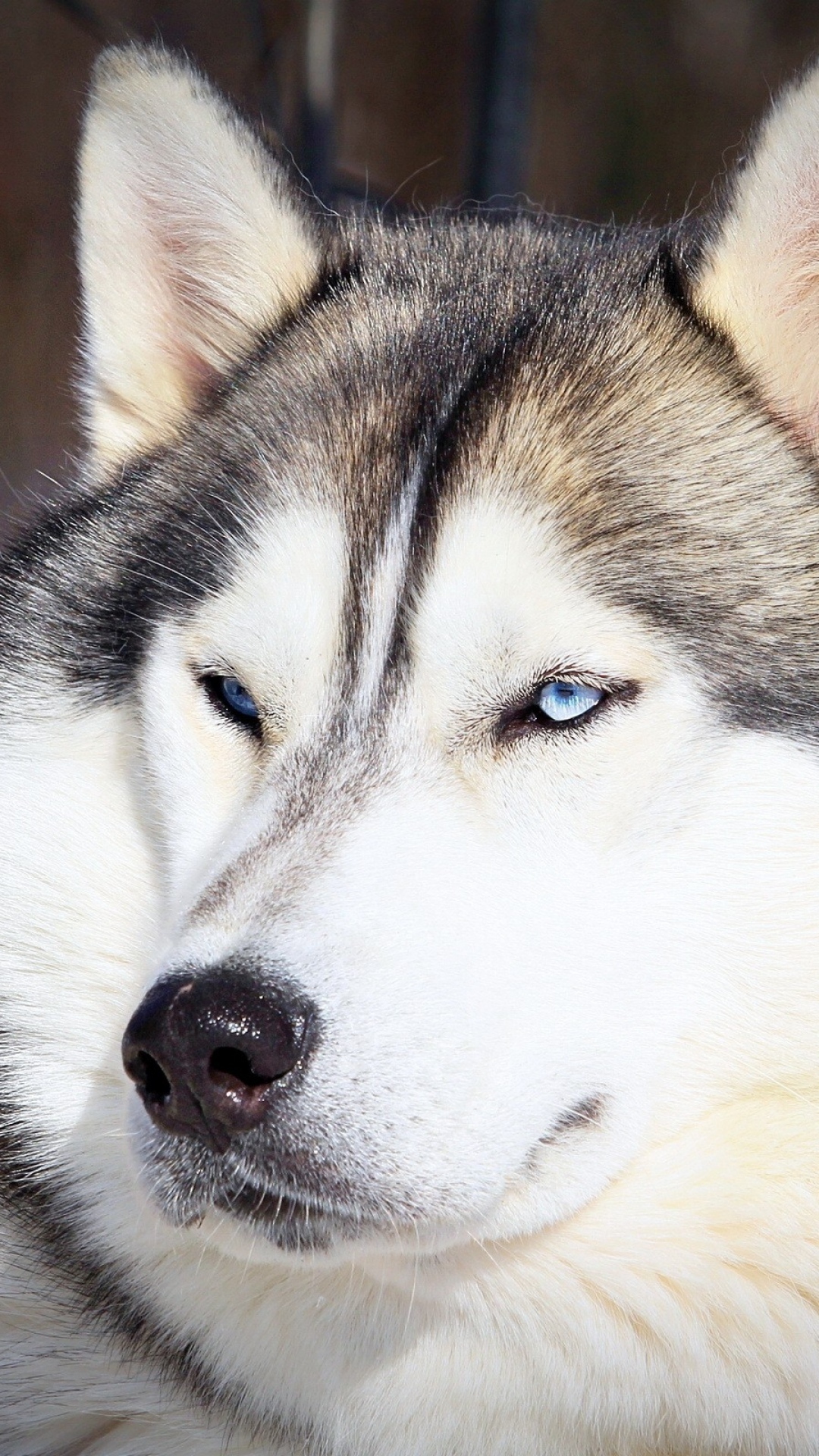 Iphone 5 Husky Hoesje € - HD Wallpaper 