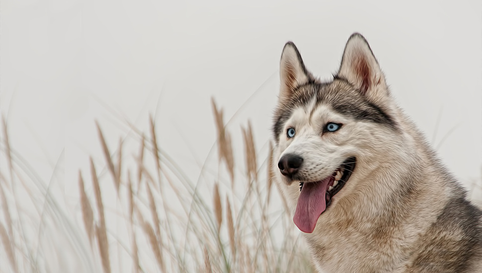 View, Siberian Husky, Blue Eyes, Dog, Husky Desktop - Siberian Husky Dog Desktop - HD Wallpaper 