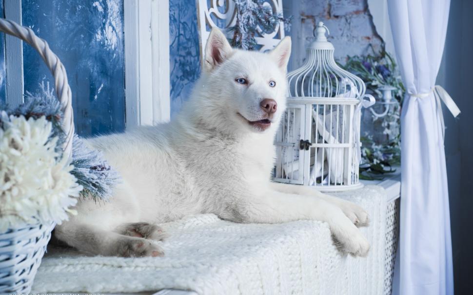 White Husky Dog Wallpaper,white Hd Wallpaper,husky - Обои На Рабочий Стол Собаки Хаски - HD Wallpaper 