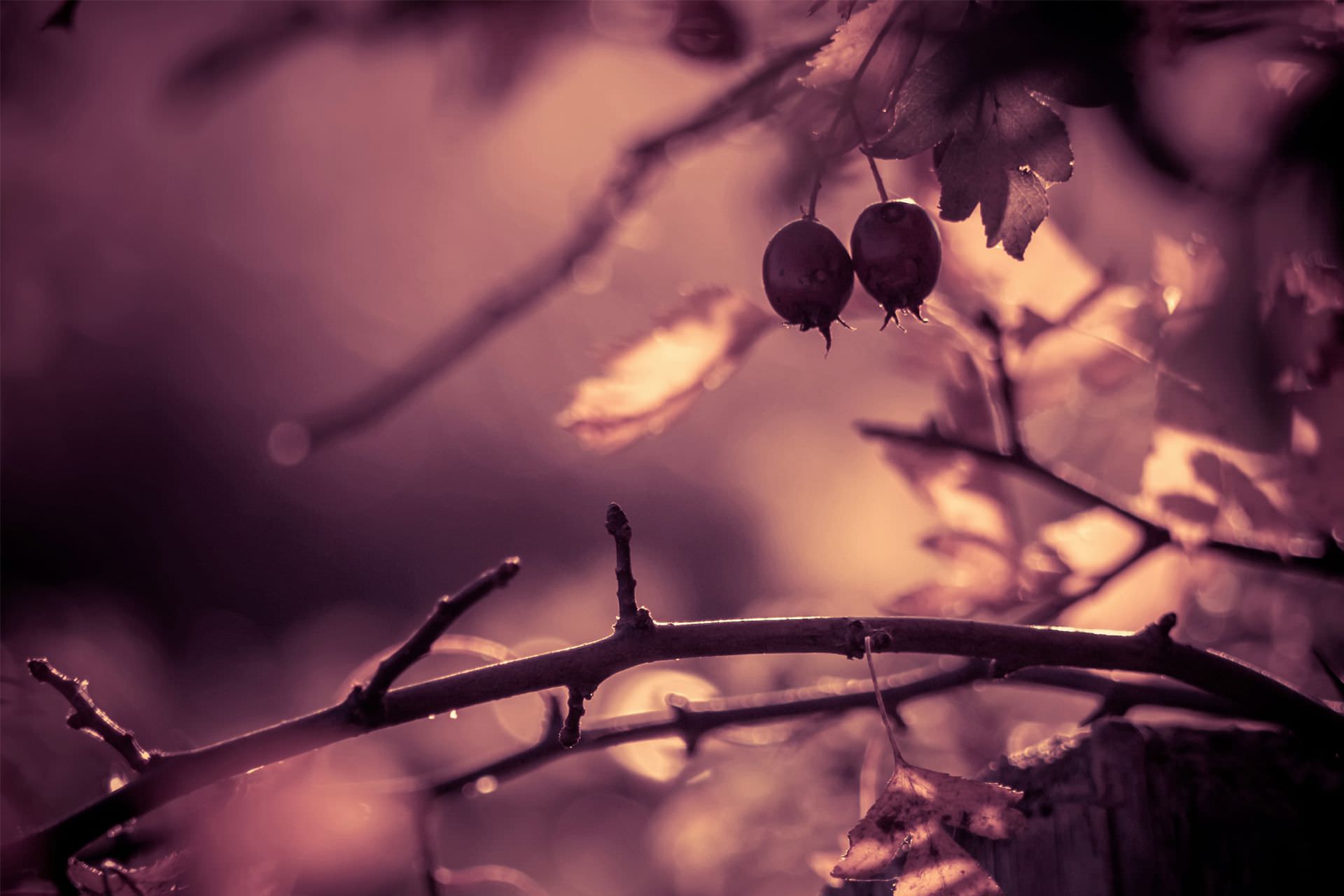 Cyanogenmod 12s Photo - Macro Photography - HD Wallpaper 