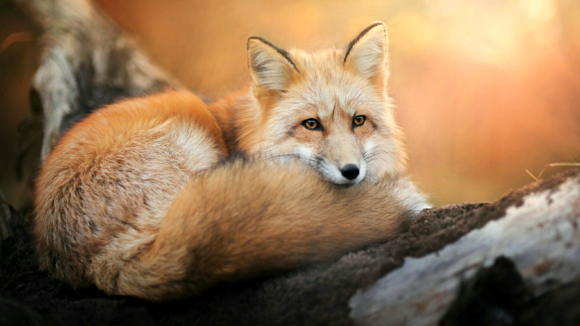 Cool Fox Wallpaper - Red Fox - HD Wallpaper 