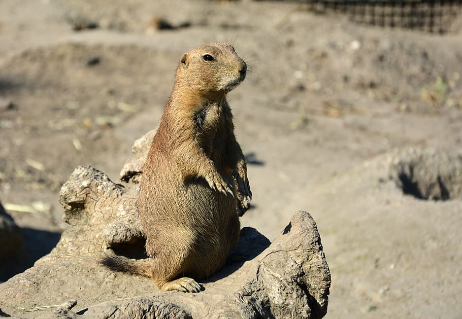 Prairie Dog, Cynomys, Rodent, Animals, Mammal, Wild, - Prairie Dog - HD Wallpaper 