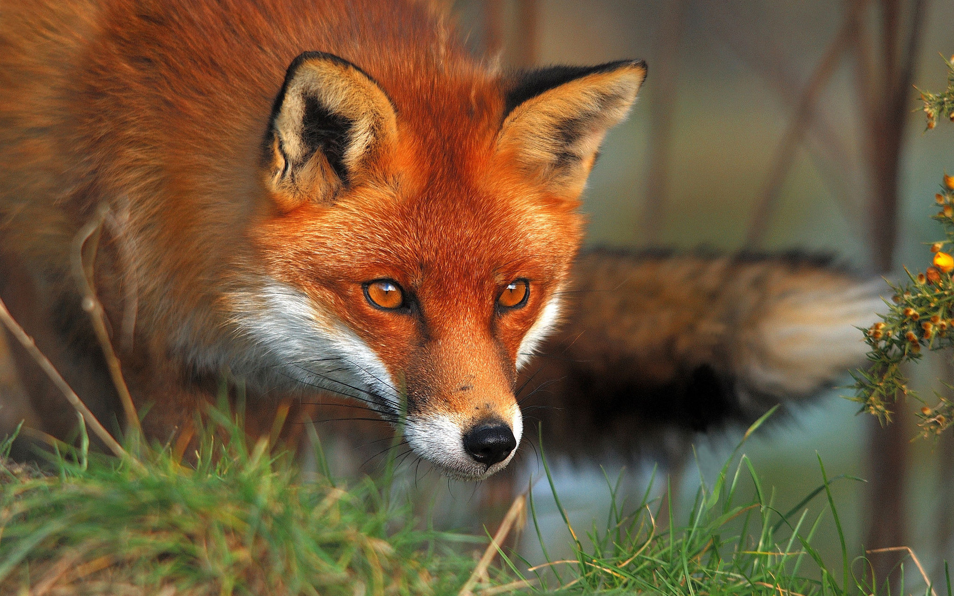 Beasts Red Fox Wallpapers - Red Fox - HD Wallpaper 