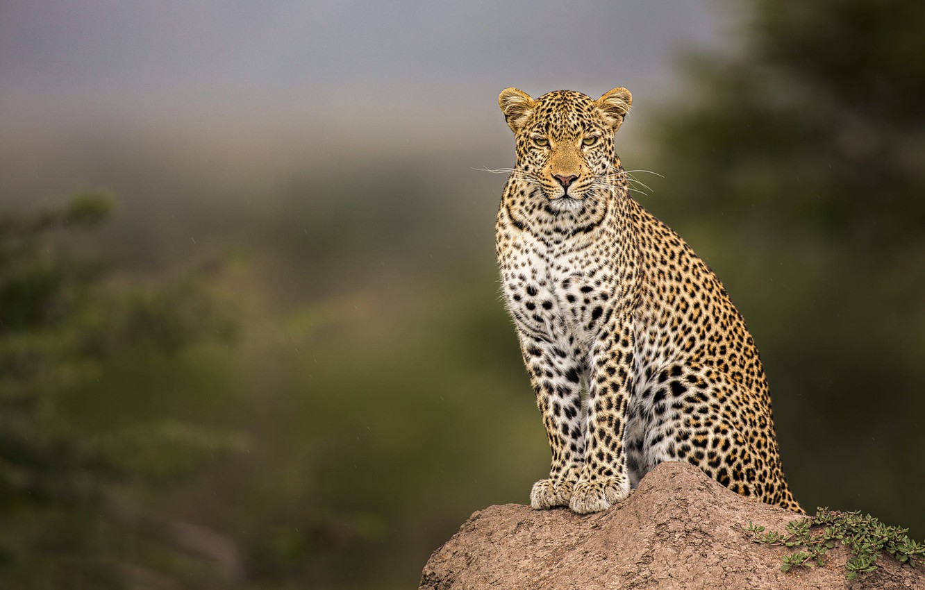 Photo Wallpaper Look, Face, Branches, Nature, Pose, - Sitting Leopard - HD Wallpaper 