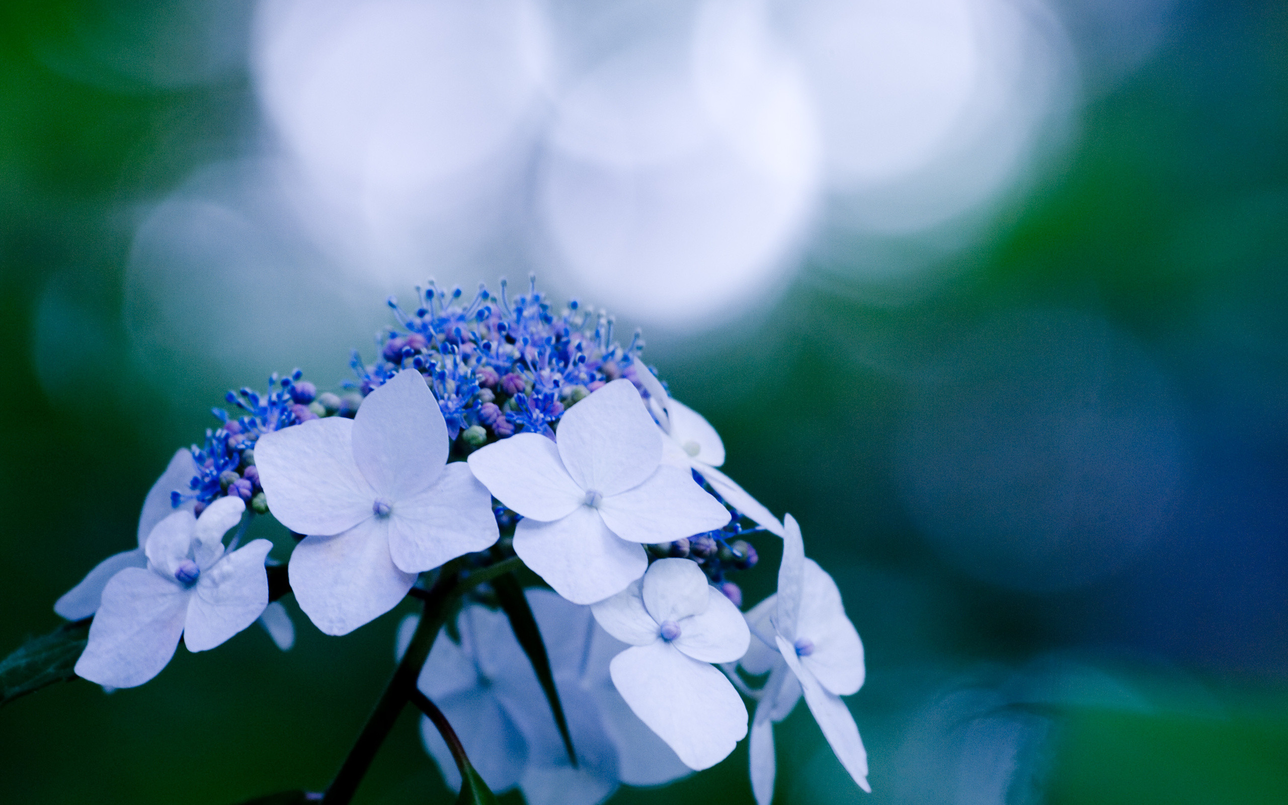 Hydrangea Wallpaper 
 Data-src /w/full/1/0/8/159959 - Hydrangea Desktop Background - HD Wallpaper 