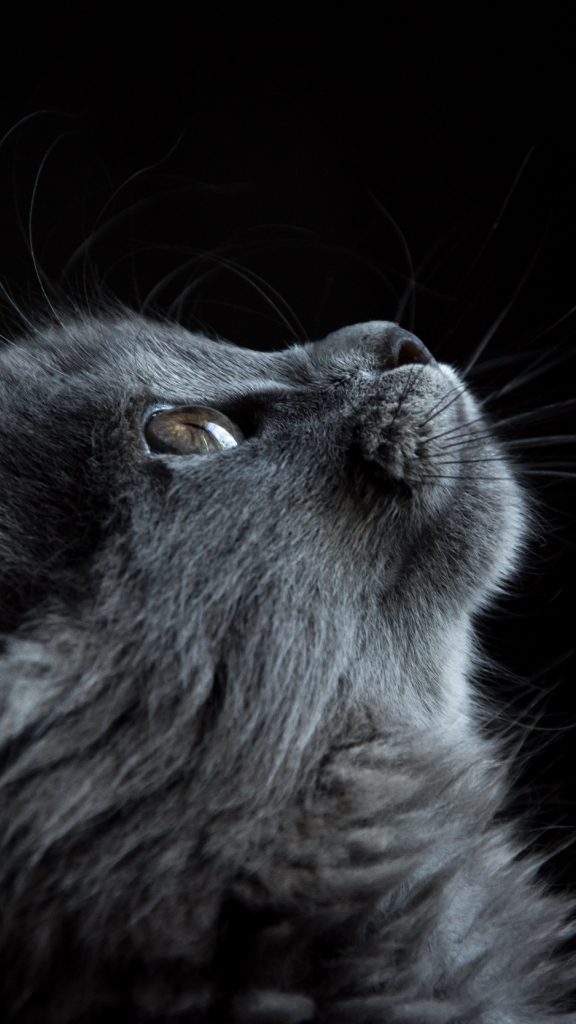 Обои На Айфон Кот - HD Wallpaper 