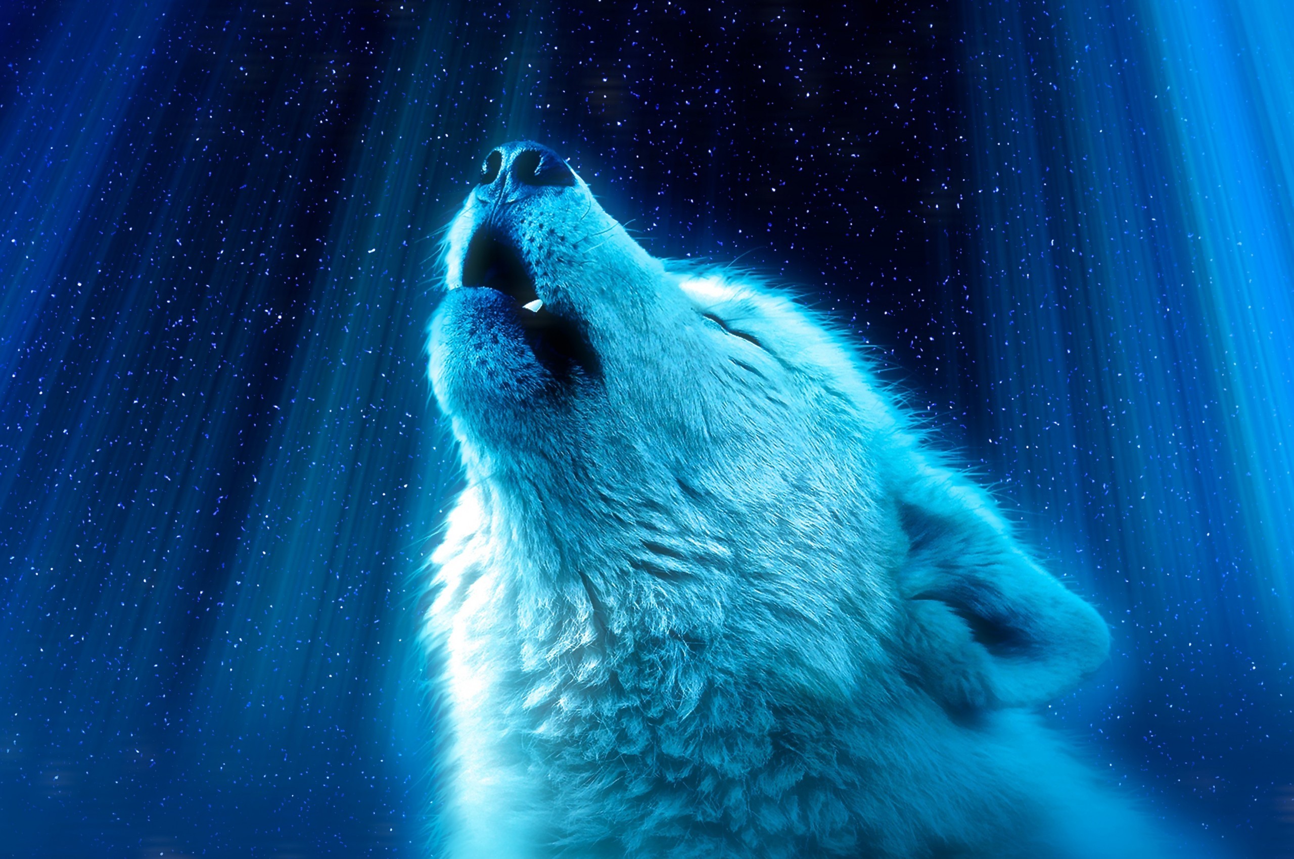 White Wolf, Howl, Majestic - 4k Ultra Hd Animal Wallpaper 4k - HD Wallpaper 