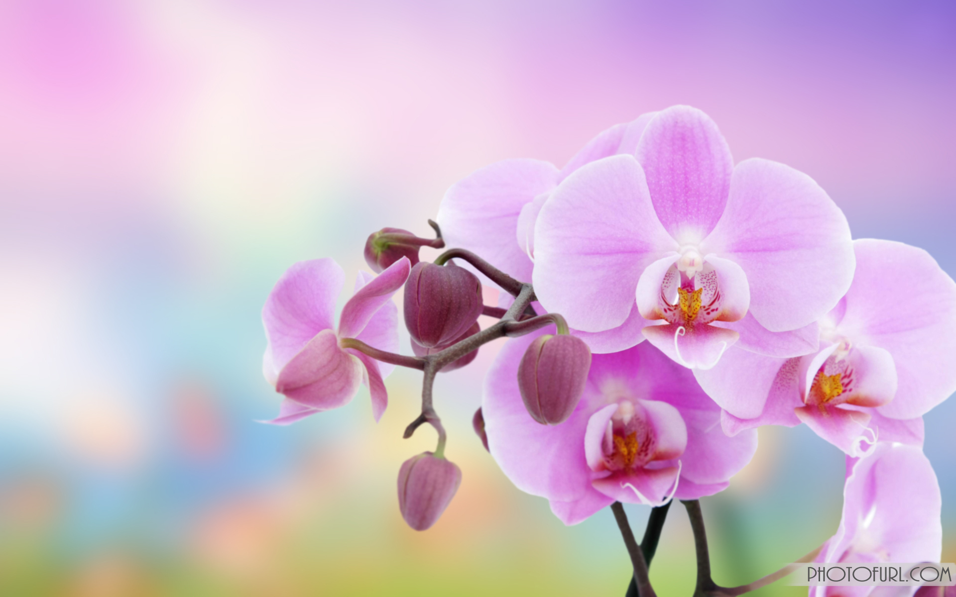 Desktop Background Wallpaper Of Flower - HD Wallpaper 