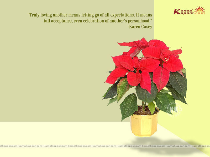 Christmas Flower - HD Wallpaper 