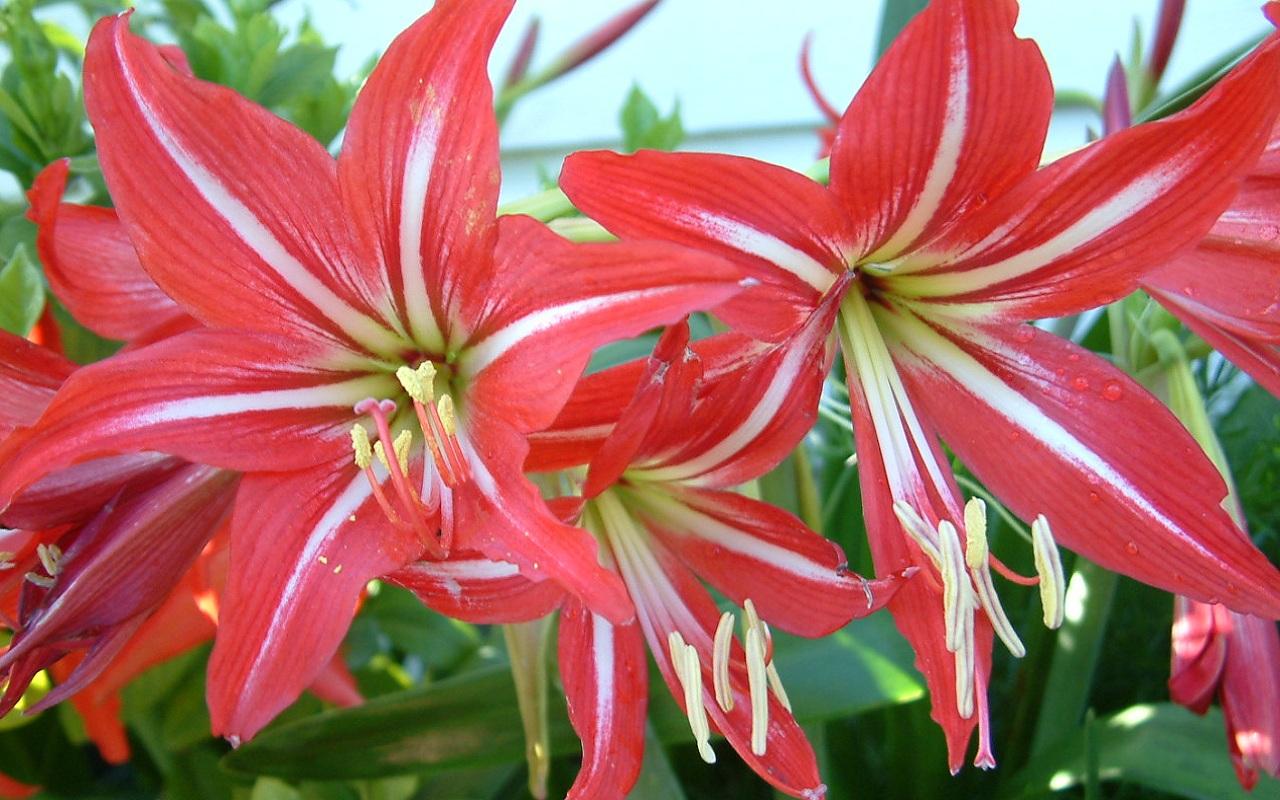Amaryllis - HD Wallpaper 