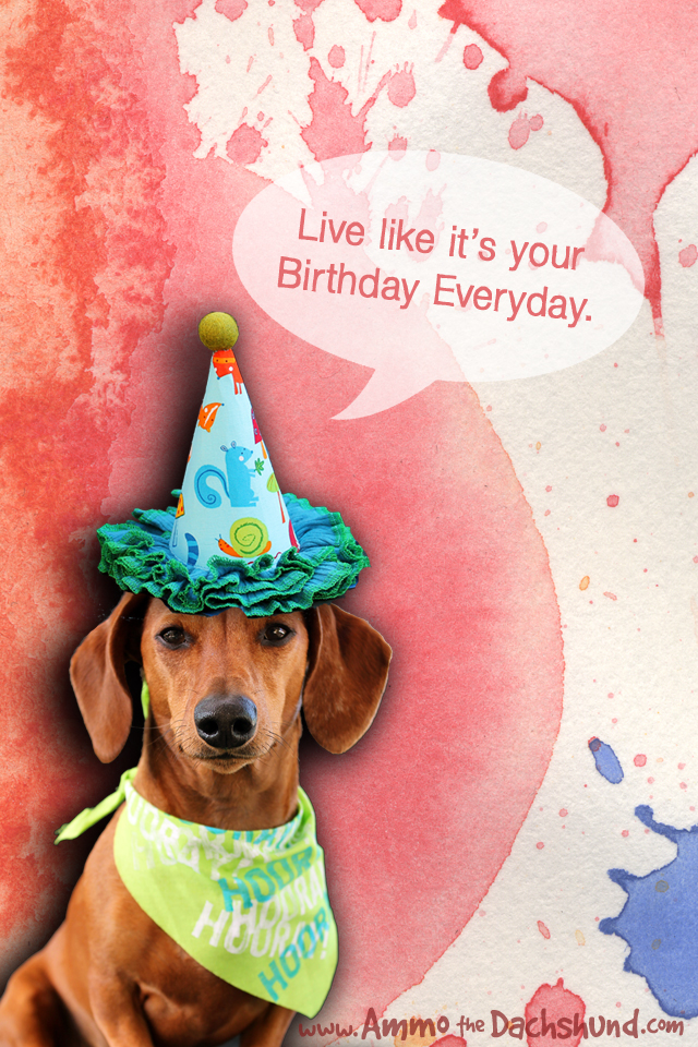 Longdog - HD Wallpaper 