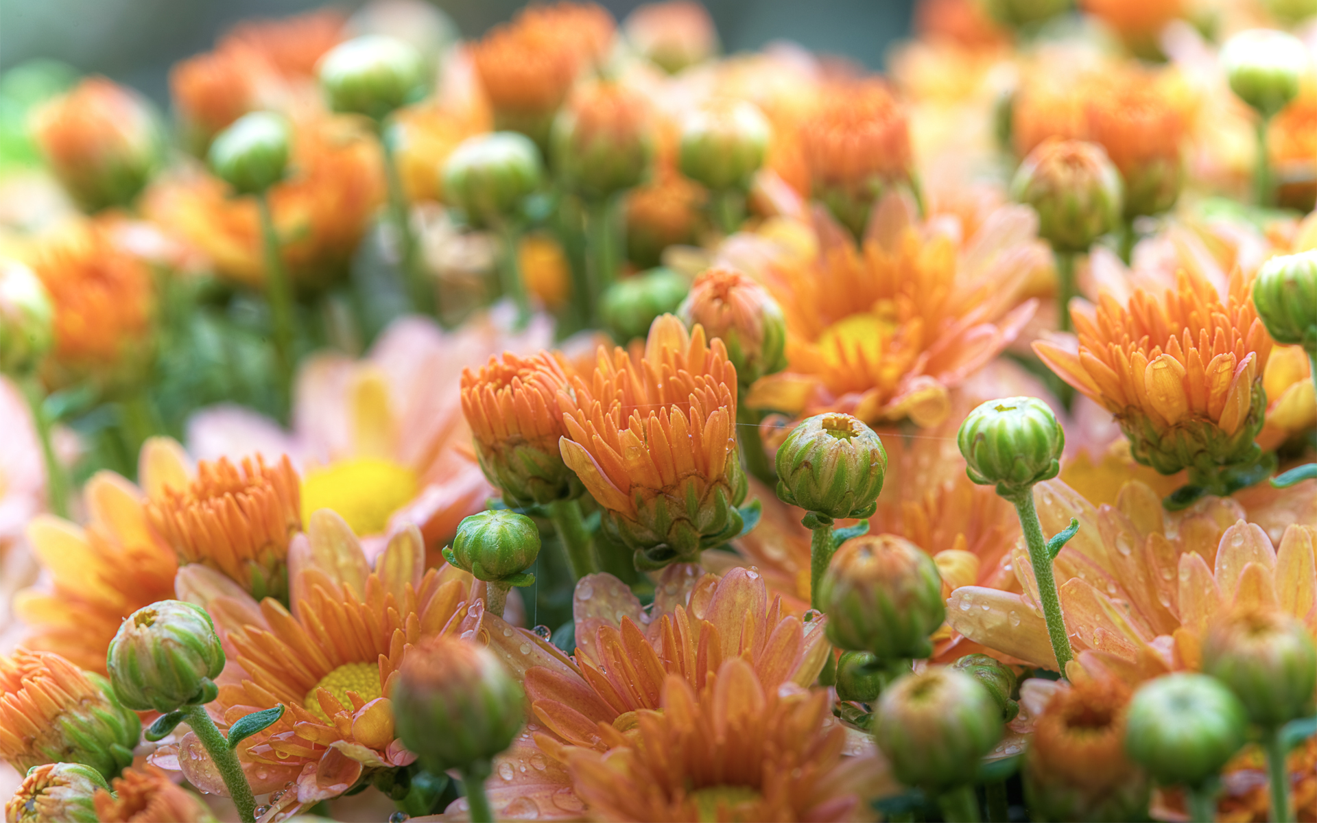 Orange Flowers Wallpapers, High Resolution Pictures - HD Wallpaper 