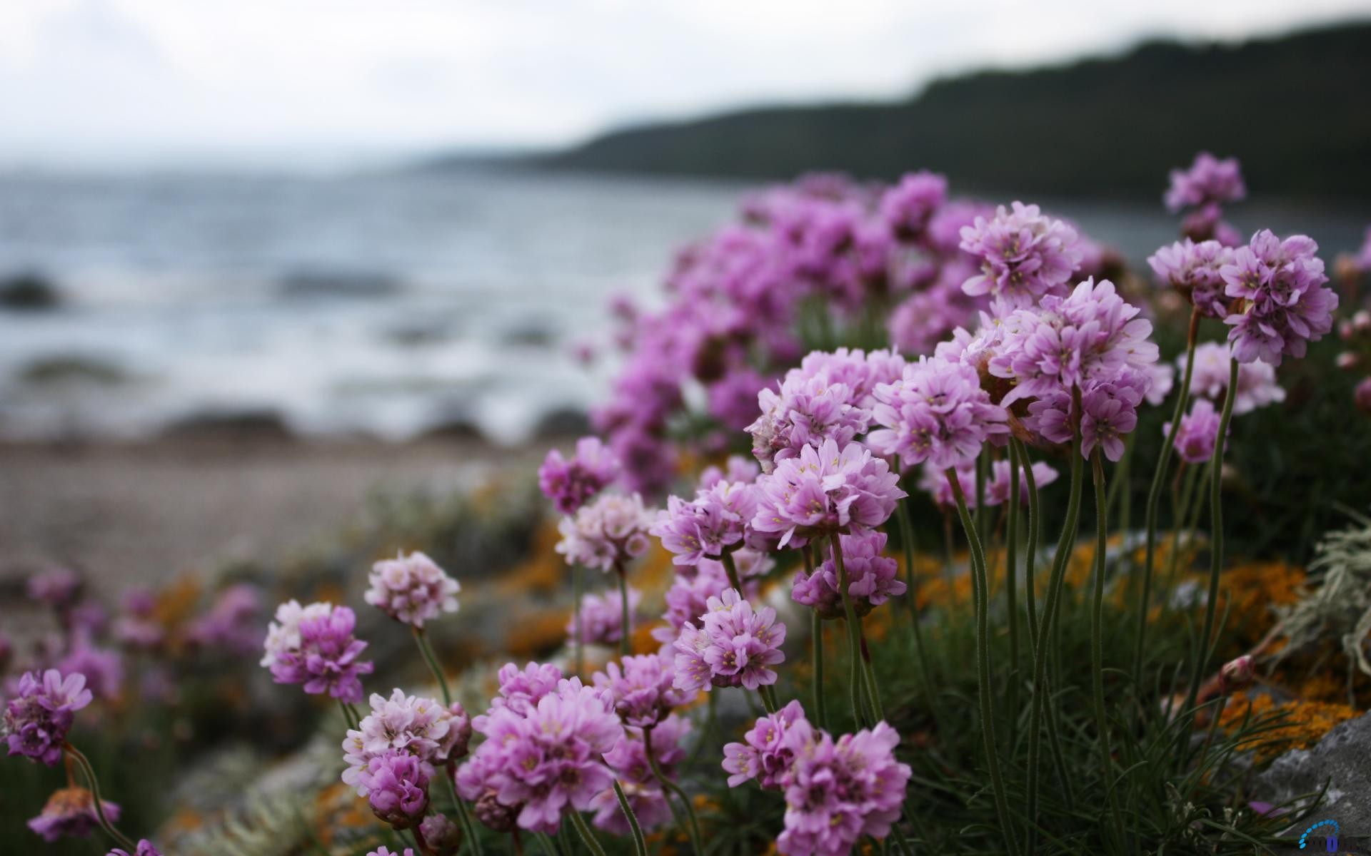 Flower Wallpapers Laptop Most Beautiful Flowers Animated - Lilacs On The Beach - HD Wallpaper 