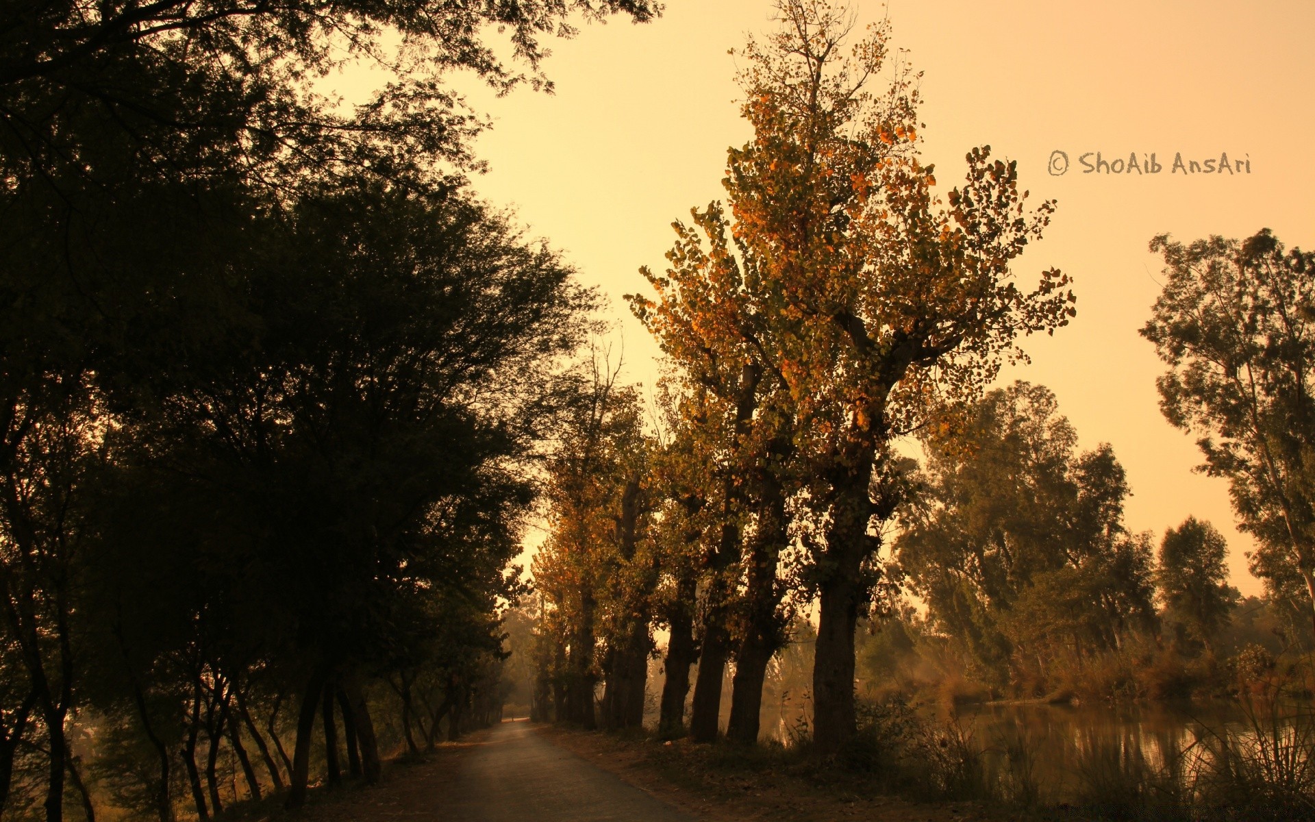Autumn Tree Wood Landscape Outdoors Dawn Nature Fog - Lalyani - HD Wallpaper 