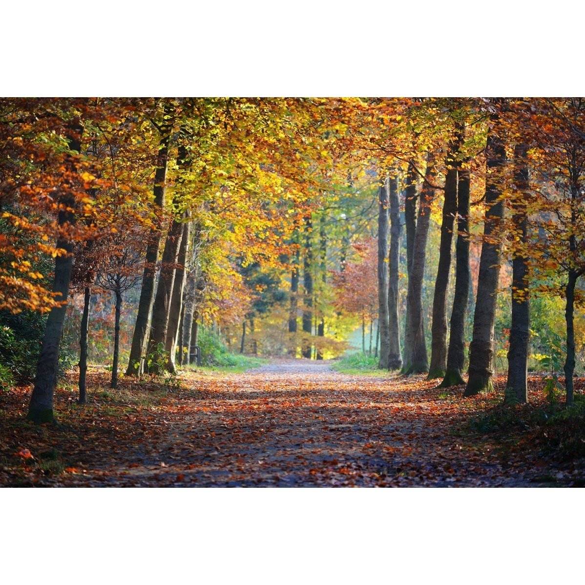 Otoño En Amberes - HD Wallpaper 