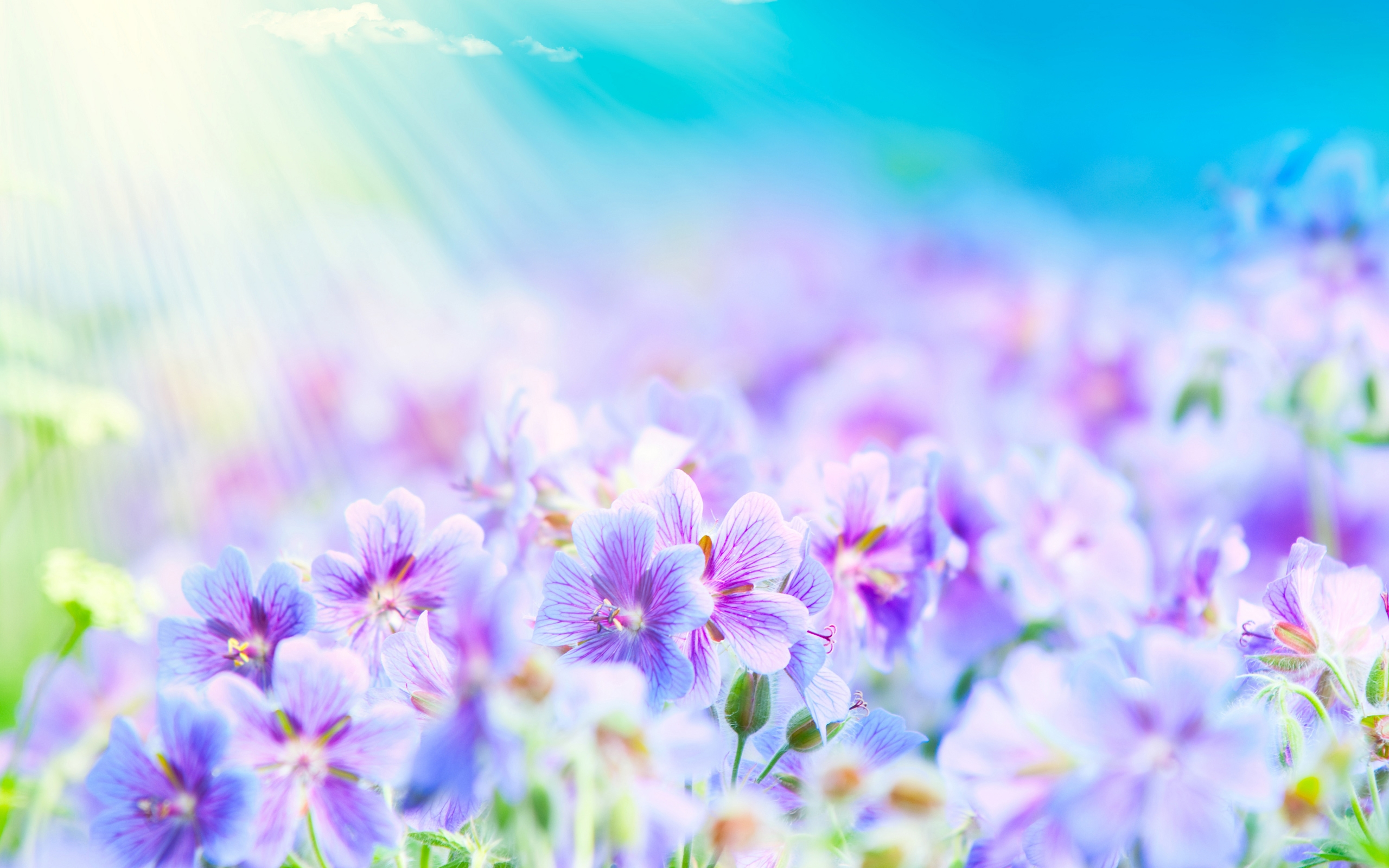 Summer Flower Background - HD Wallpaper 