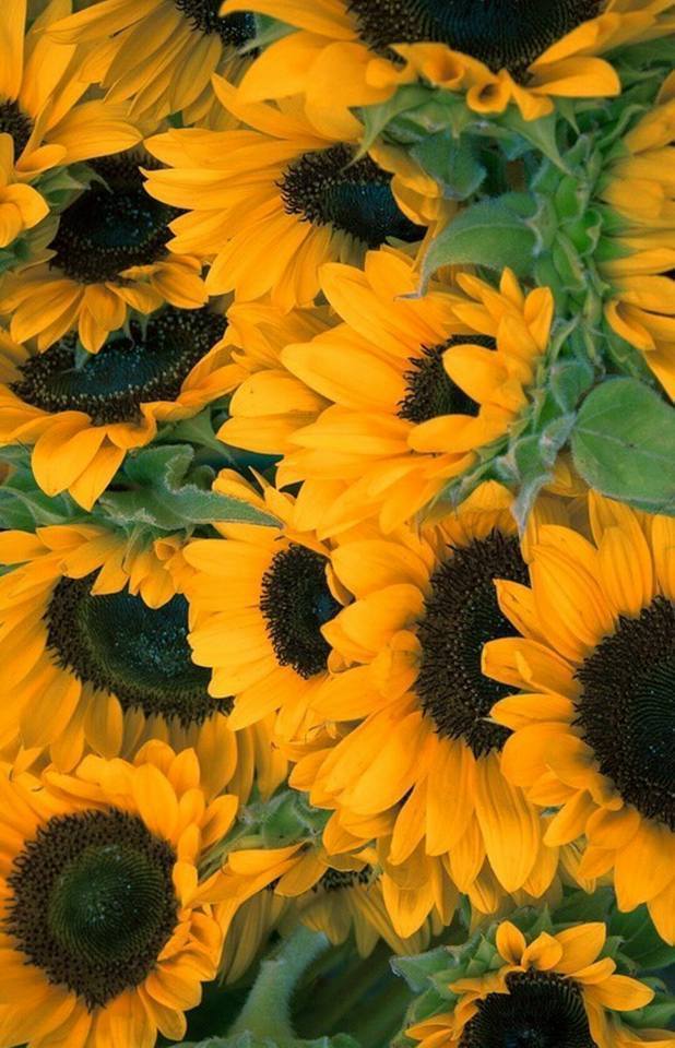 Sunflower, Flowers, And Yellow Image - Inspirational Quotes For My Iphone Wallpaper Sunflower - HD Wallpaper 