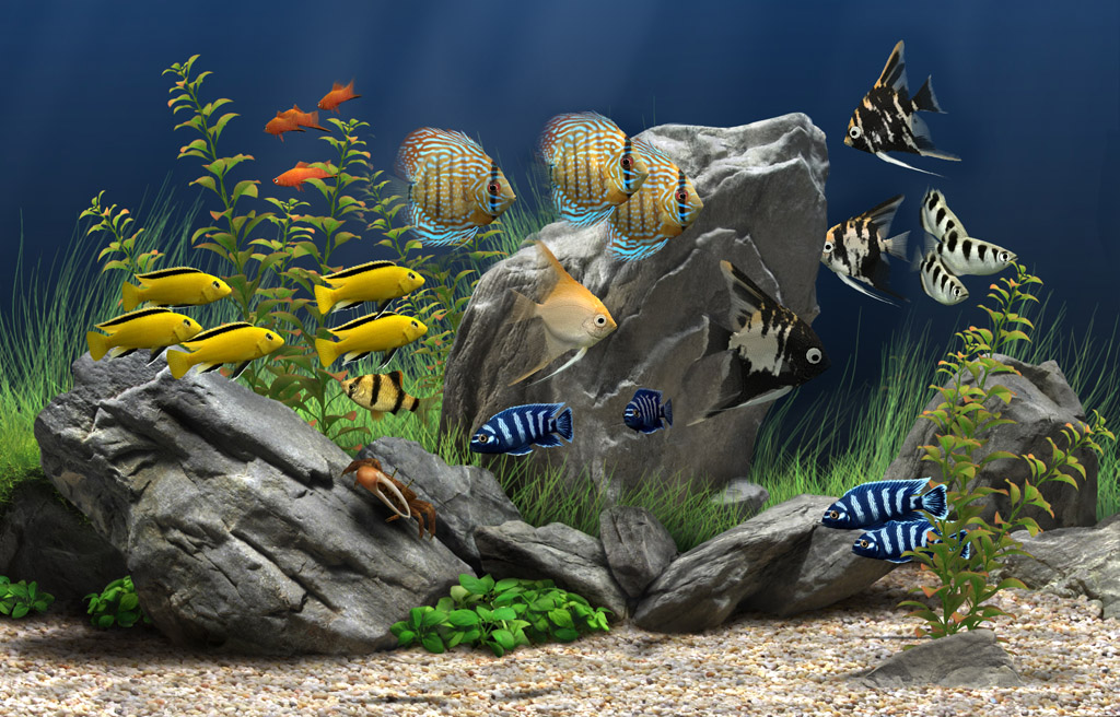 Dream Aquarium - HD Wallpaper 