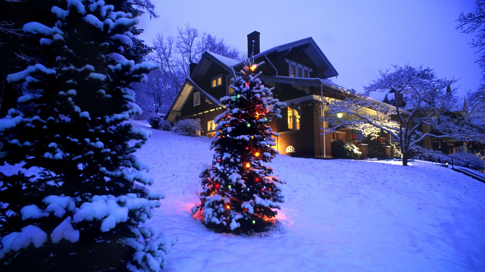 Christmas Tree Wallpaper - Christmas Tree In Snow - 1920x1080 Wallpaper - Christmas Tree Wallpaper - Christmas Tree In Snow - 1920x1080 Wallpaper -