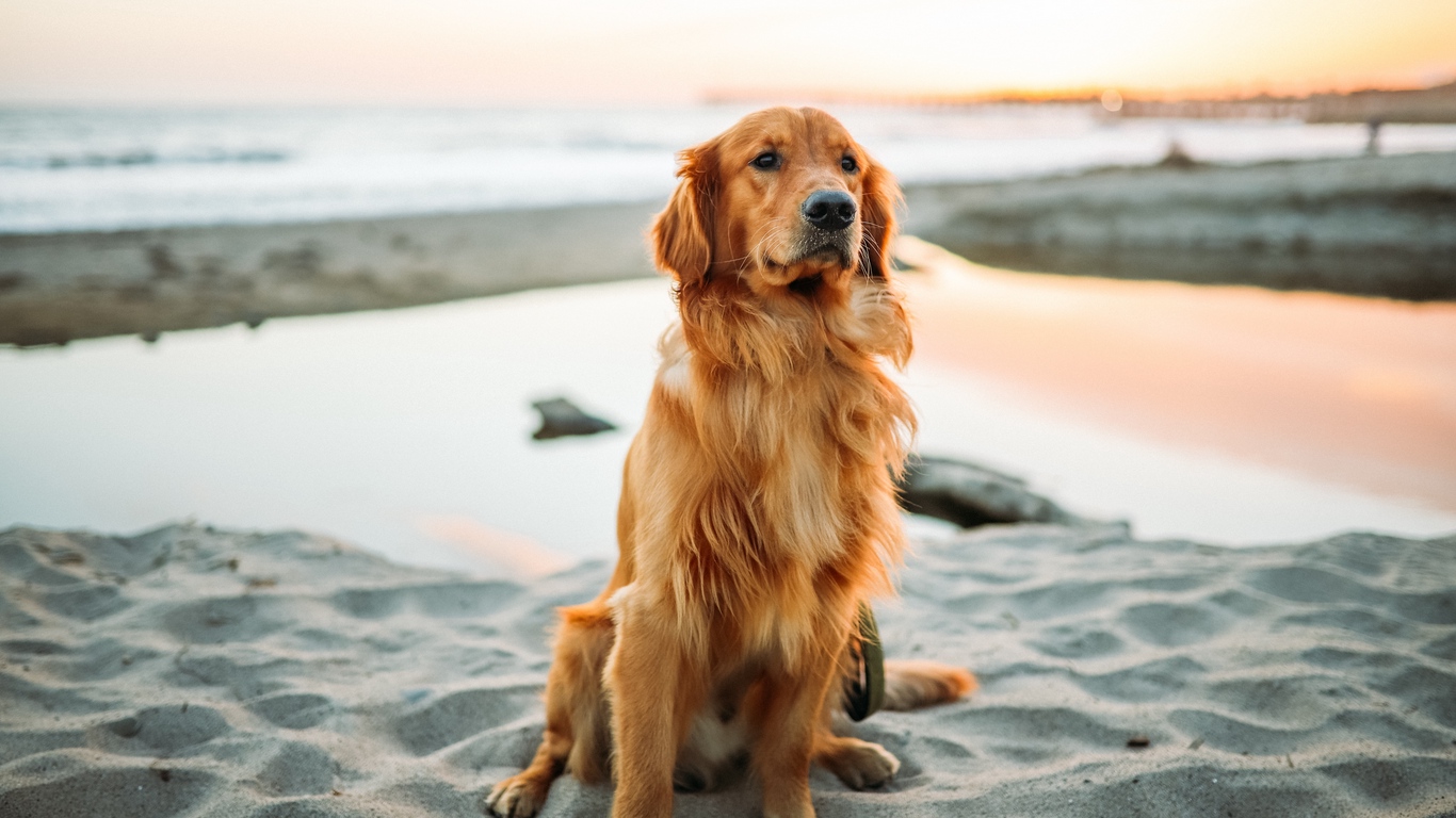 Wallpaper Golden Retriever, Dog, Sitting, Sand - Golden Retriever Hd Wallpapers 1080p - HD Wallpaper 