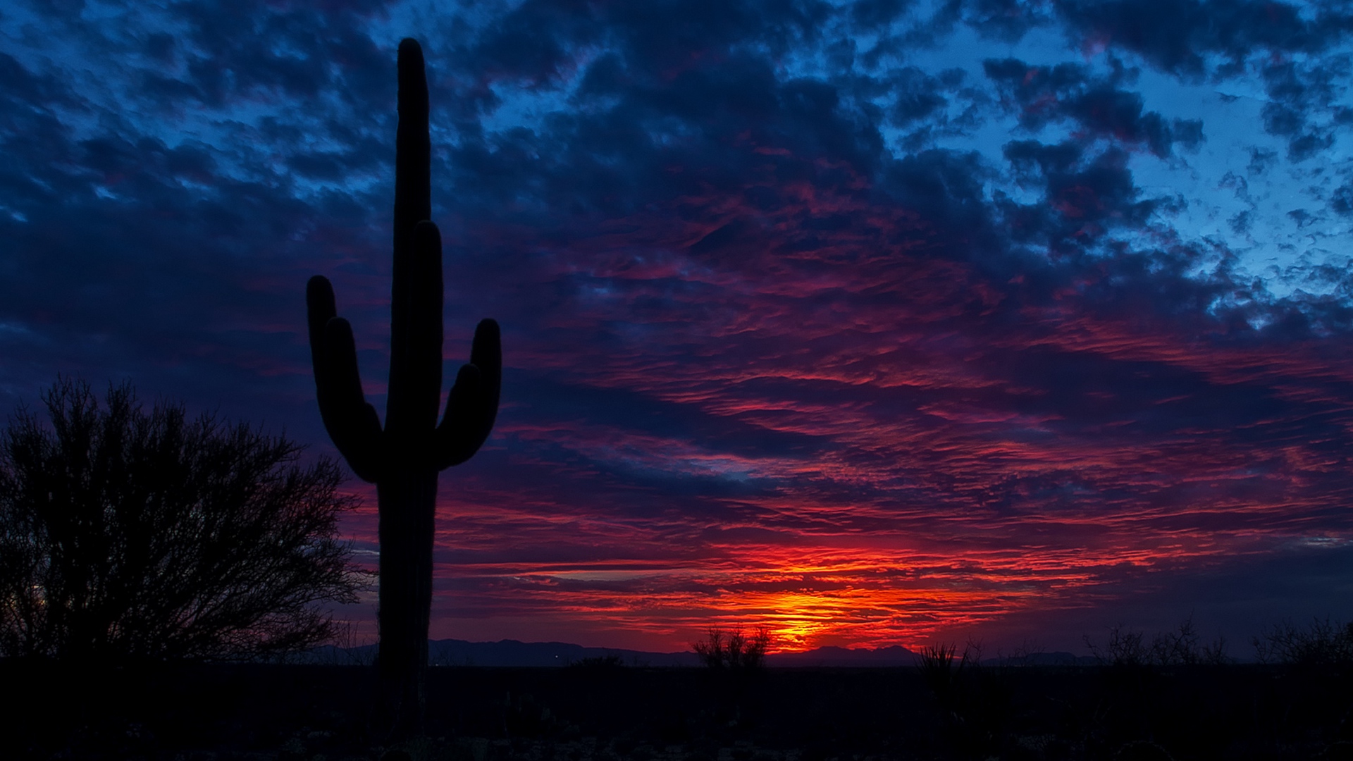 Wallpaper Tucson, Arizona, Cactus, Night, Sky - Arizona Desktop Backgrounds - HD Wallpaper 
