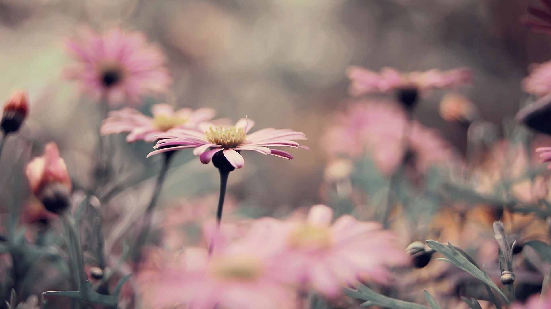 Field Of Flowers Vintag Hd Wallpaper, Background Images - Vintage Flower Desktop Background - HD Wallpaper 
