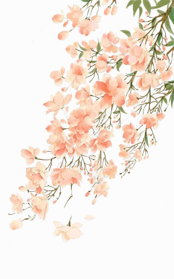 Peach Flower Watercolor Background - HD Wallpaper 