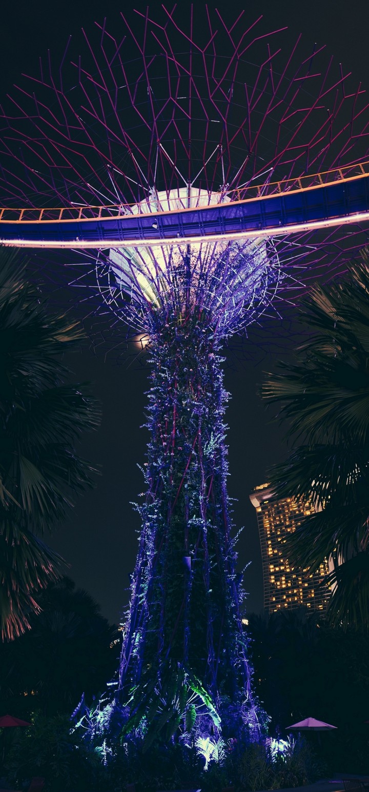 Park Palm Trees Singapore Wallpaper - Samsung A70 - HD Wallpaper 