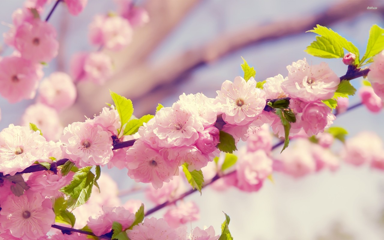 Cherry Blossoms, Flower, Flowers Wallpapers - HD Wallpaper 