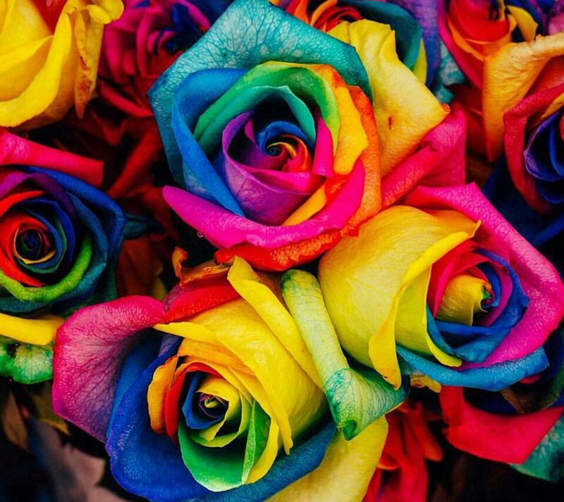 Wallpapers, Flores, Colores En Flores - Multitude Of Colors - HD Wallpaper 