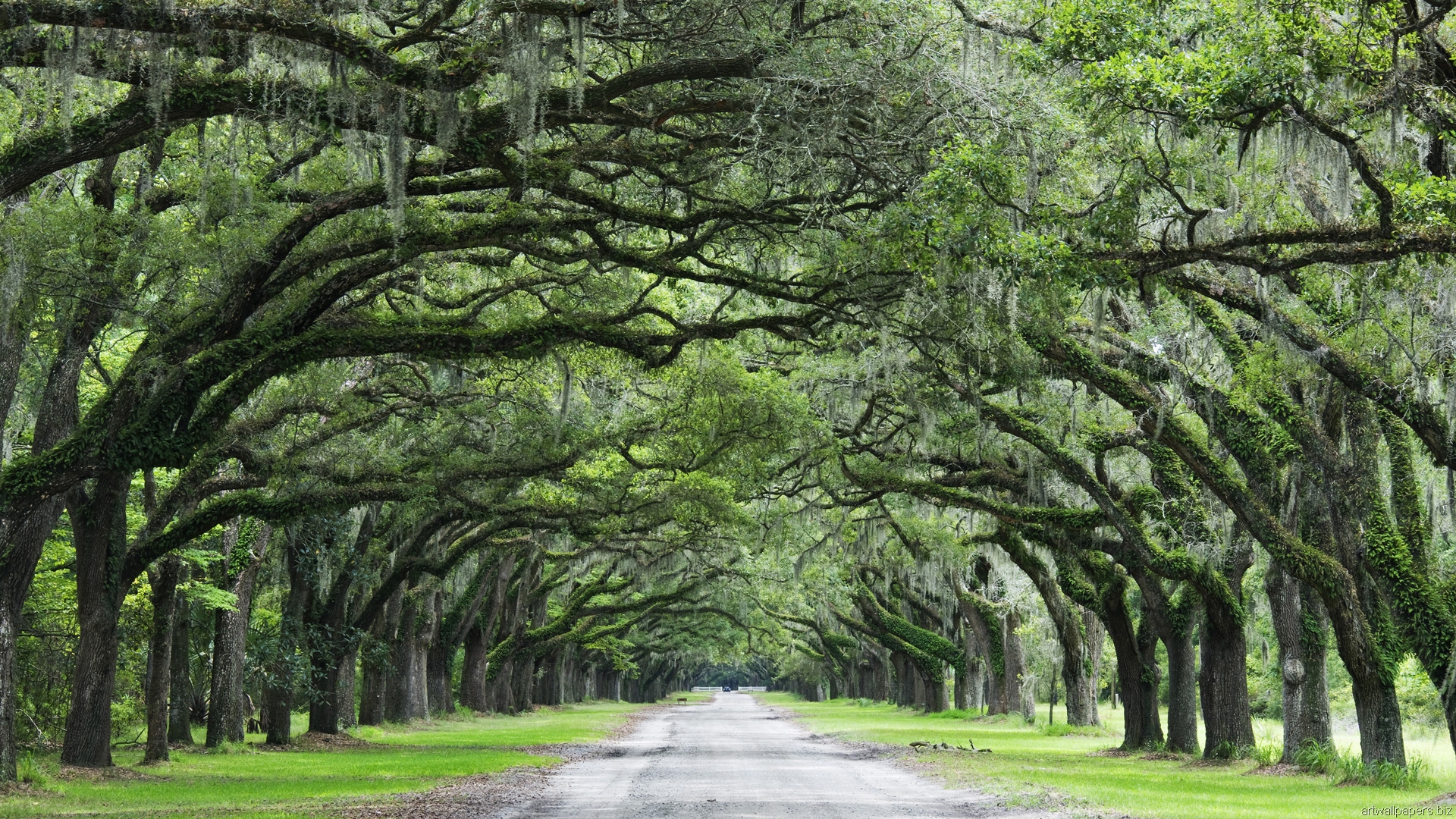 Savannah Georgia Live Oaks - HD Wallpaper 
