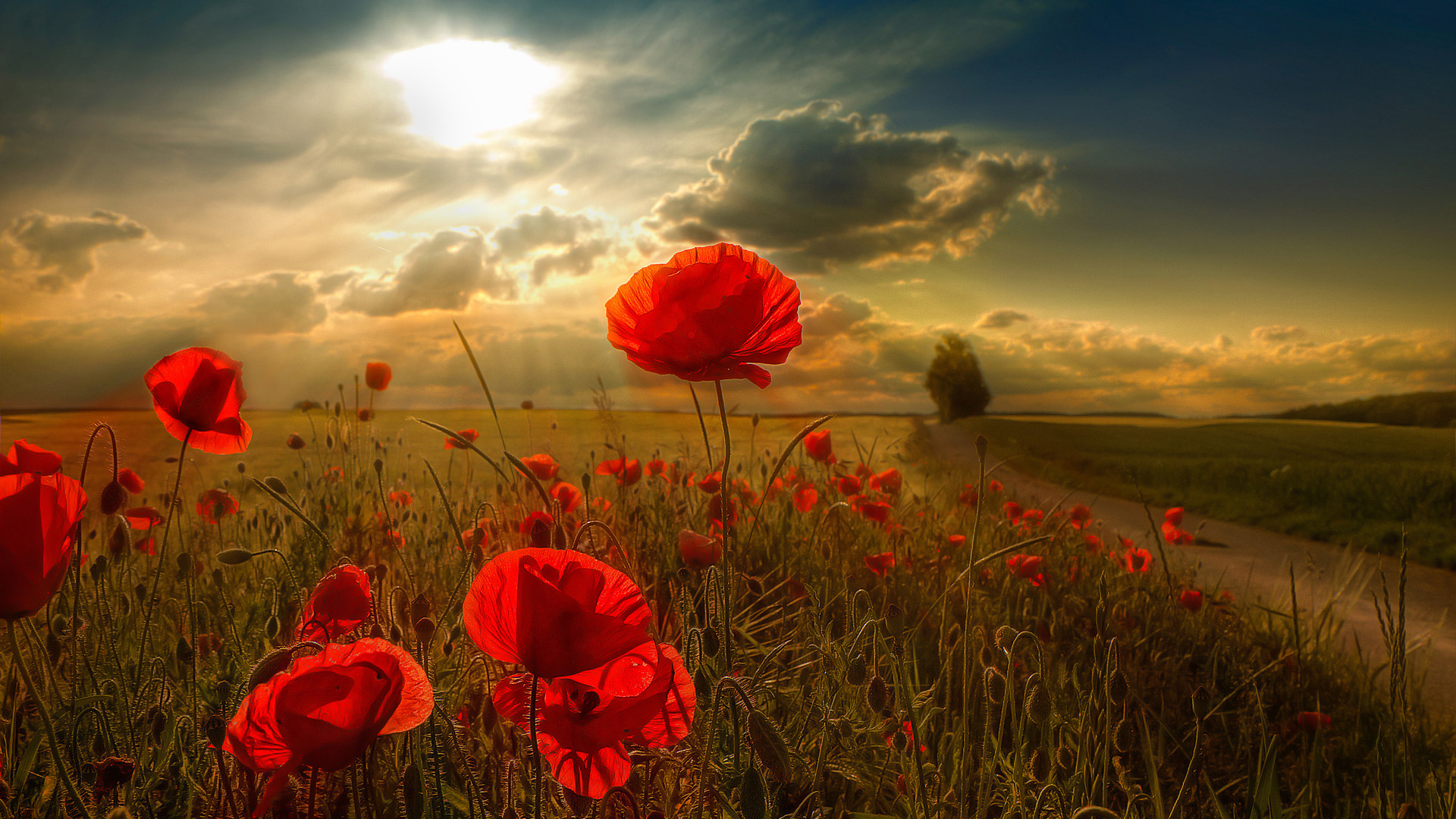 Nature Wallpapers High Resolution Download Hd Flower - Champ De Coquelicots Hd - HD Wallpaper 