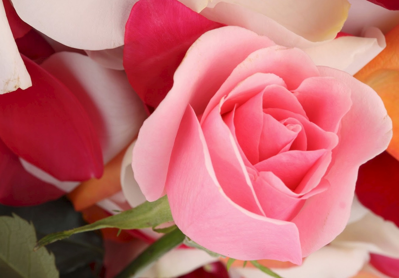 Gambar Bunga Mawar Cantik - Mawar Merah Wallpaper Bergerak - HD Wallpaper 
