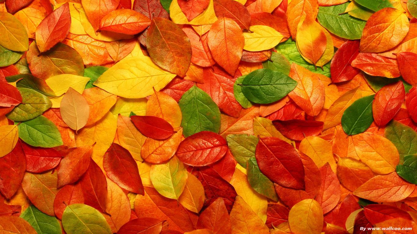 Hdq Cover Free Wallpapers For Laptop Backgrounds - Desktop Colorful Wallpaper Hd - 1366x768 Wallpaper Hdq Cover Free Wallpapers For Laptop Backgrounds - Desktop Colorful Wallpaper Hd - 1366x768 Wallpaper