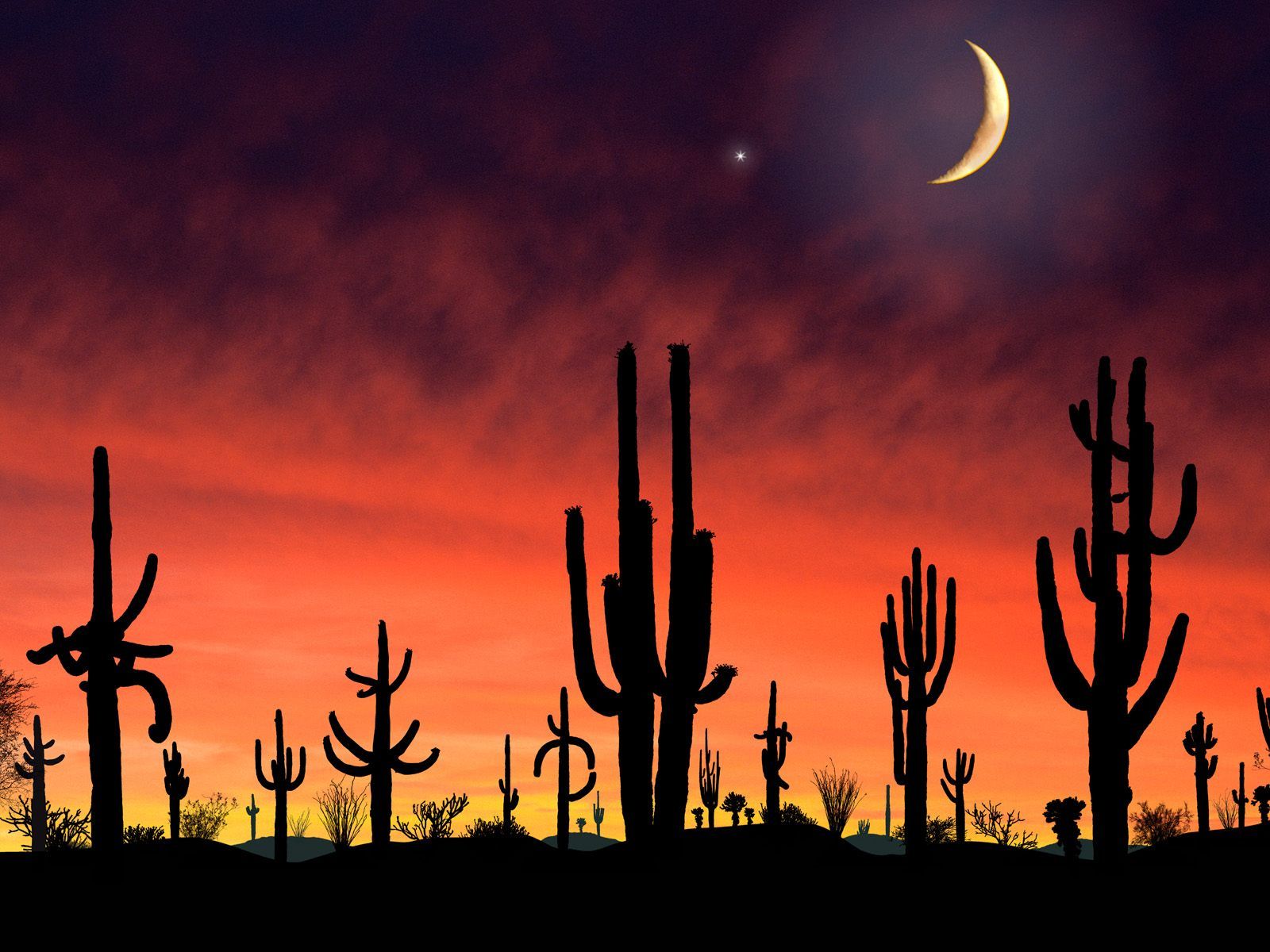 Arizona Wallpapers - Cactus In The Desert Night - HD Wallpaper 