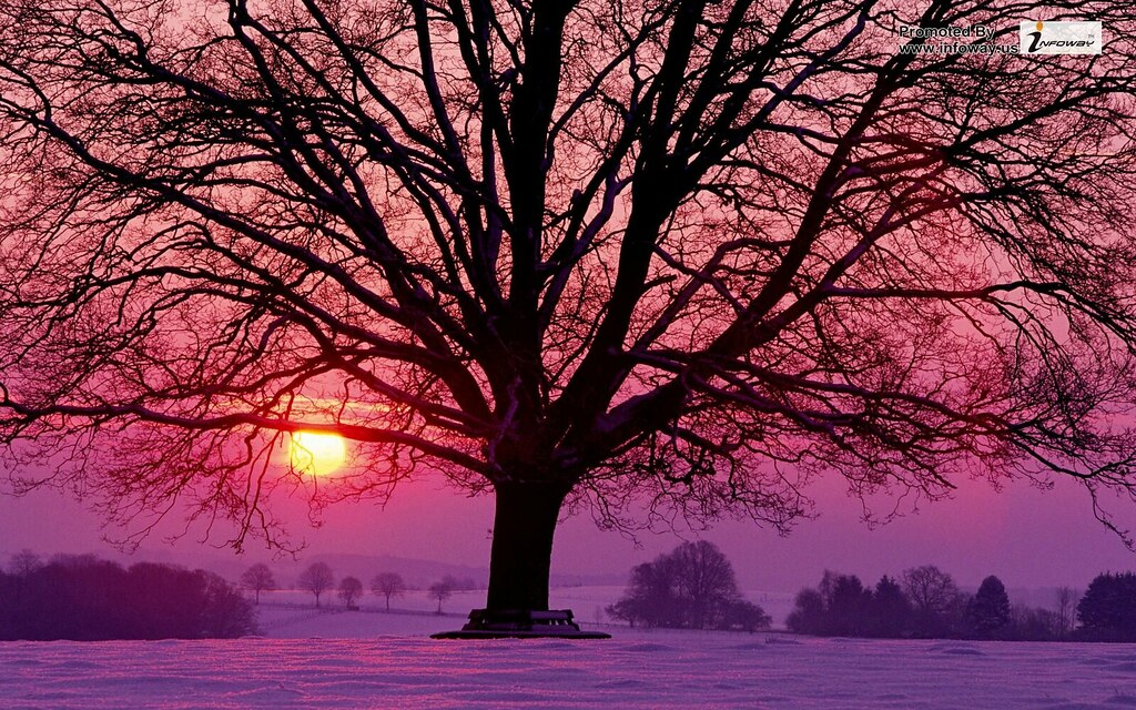 Winter Sunset - HD Wallpaper 