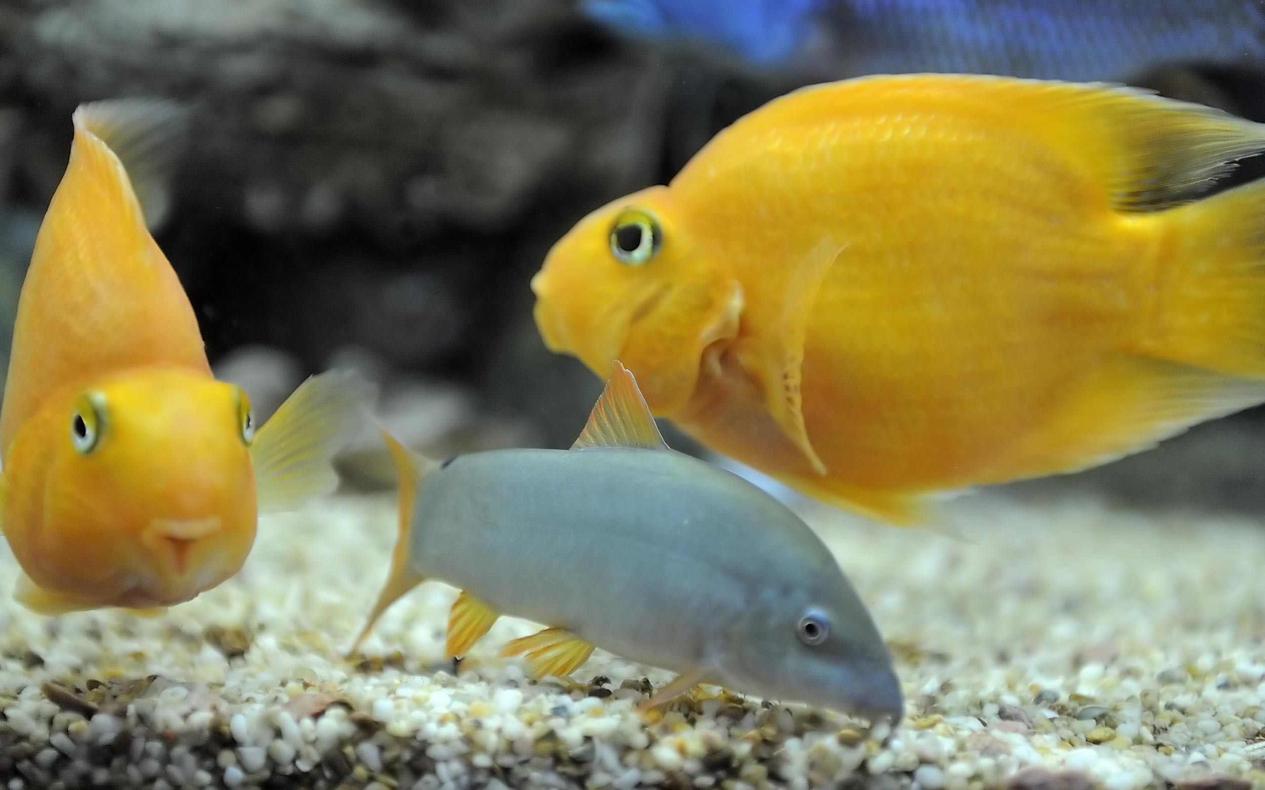 Download Wallpaper Aquarium 3d Bergerak Images - Parrot Fish Images Hd - HD Wallpaper 