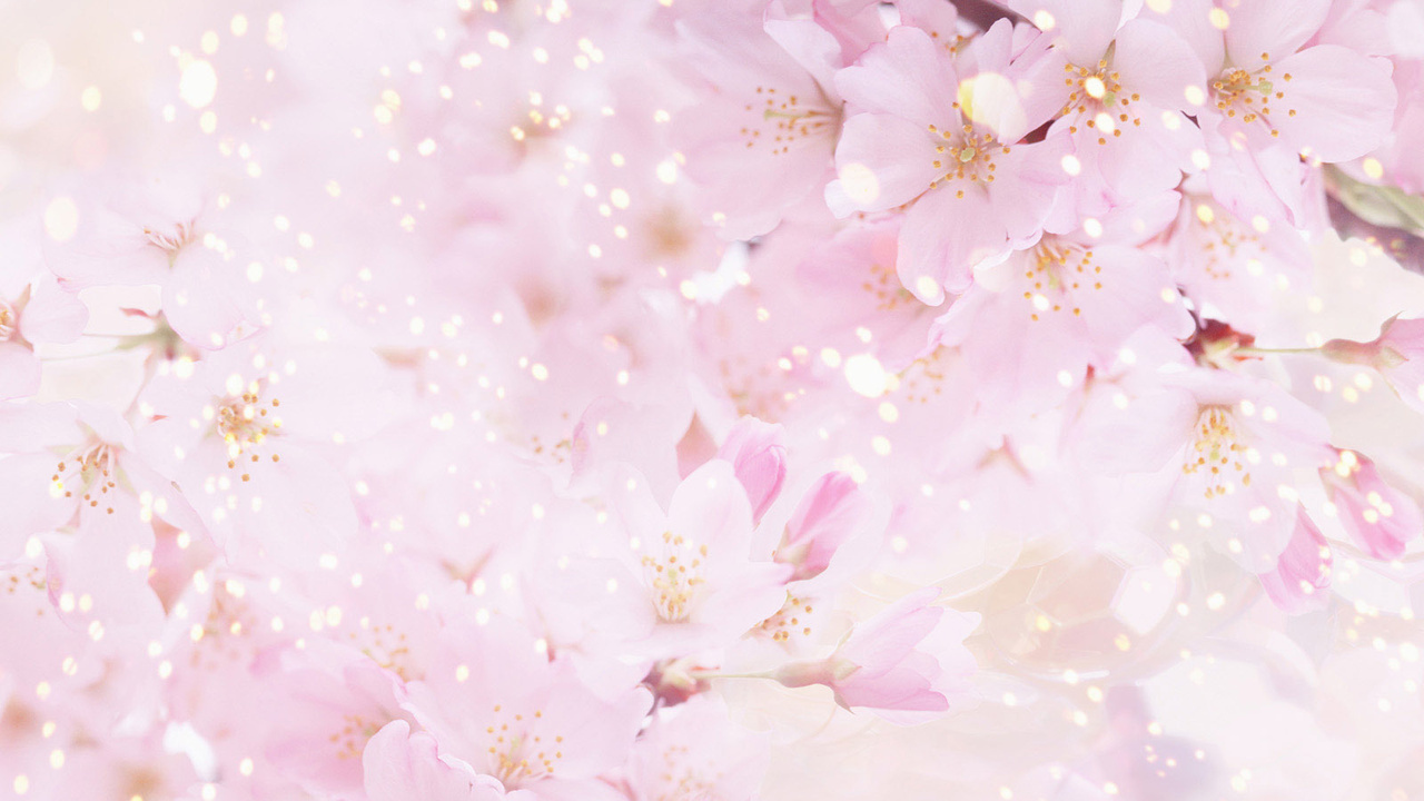 Free Cherry Blossom Background - HD Wallpaper 