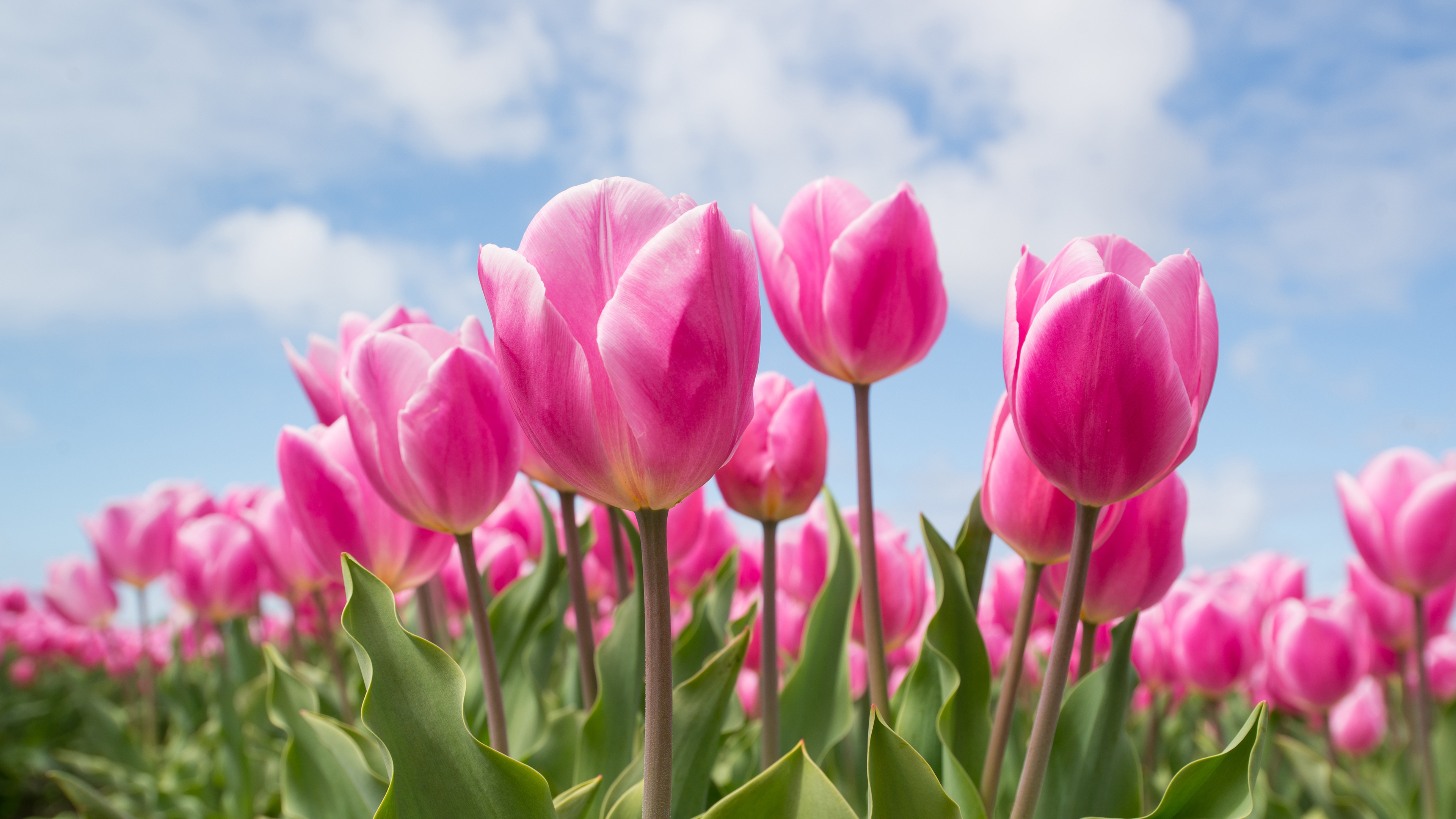 National Flower Of Holland - HD Wallpaper 