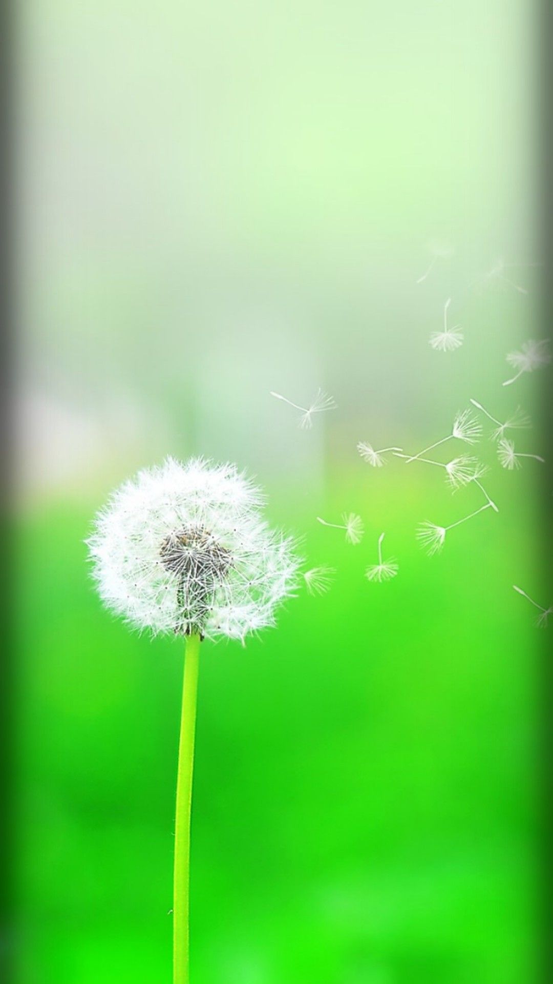 Dandelion - HD Wallpaper 