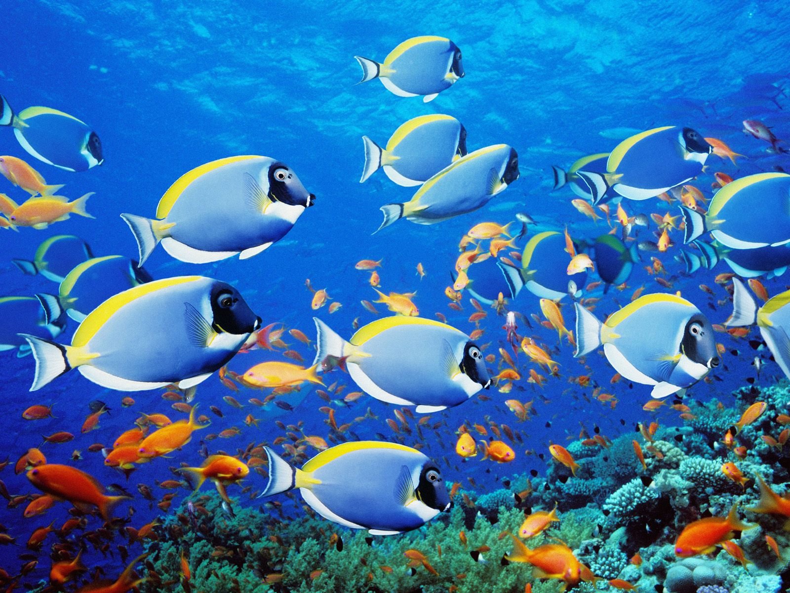 Fish Of The Tropics - HD Wallpaper 