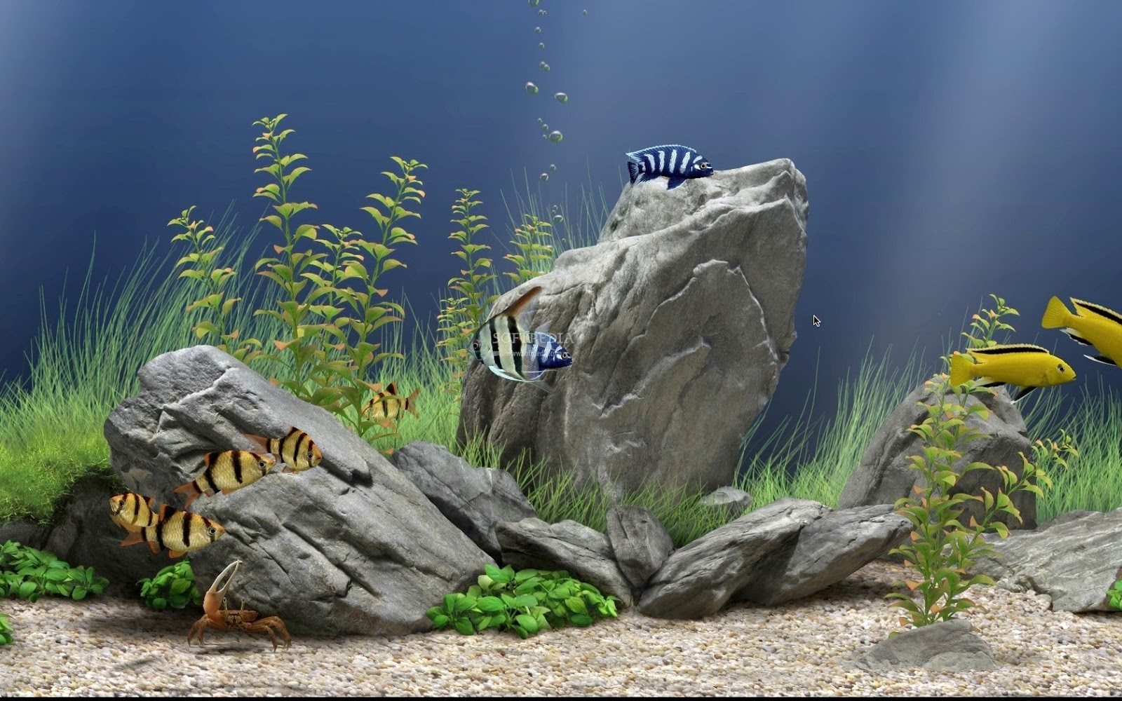 Wallpaper Ikan Bergerak Untuk Handphone - Aquarium 3d Screensaver Windows 8 - HD Wallpaper 